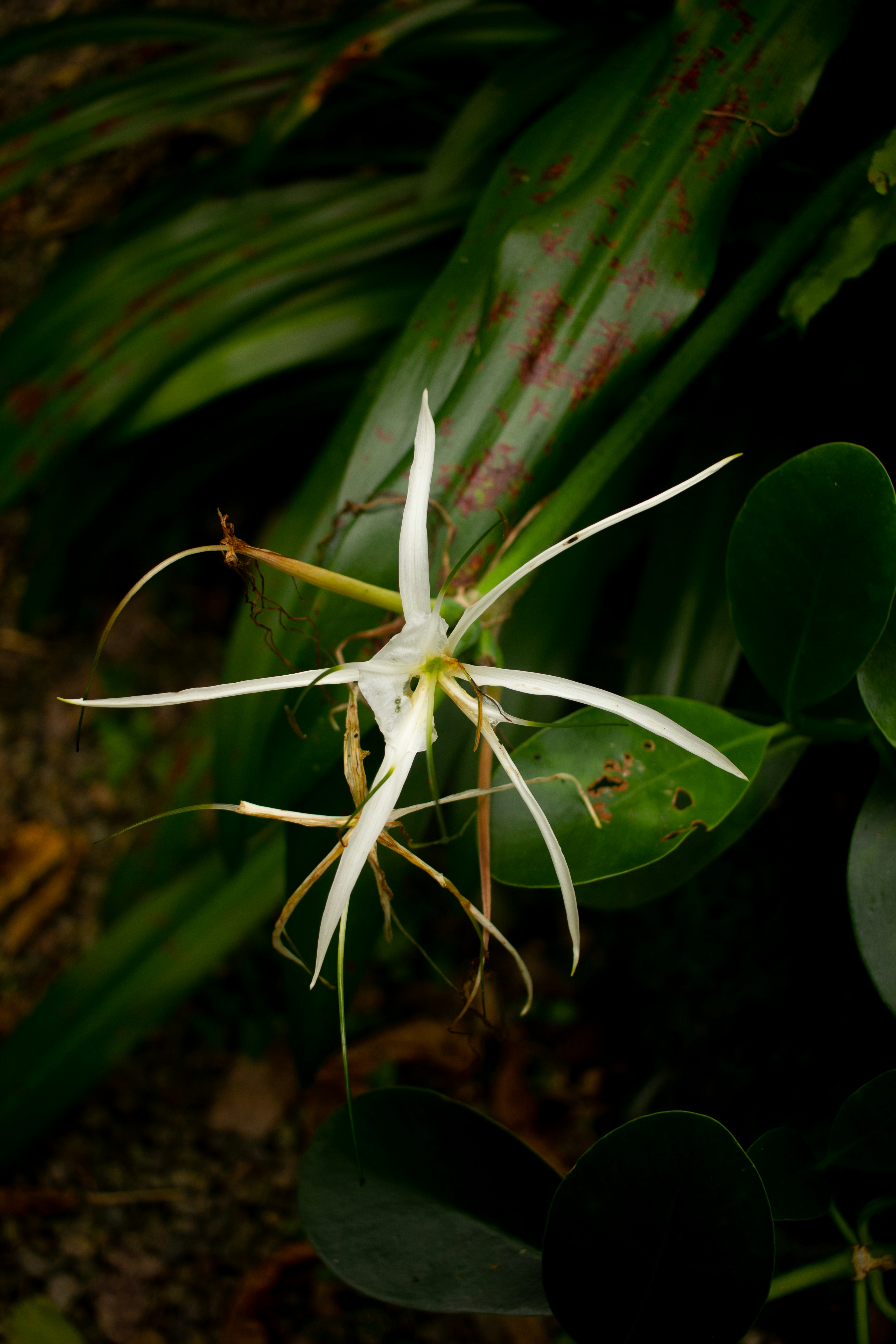 Eine weiße Blüte blüht inmitten dunkelgrünen Laubs