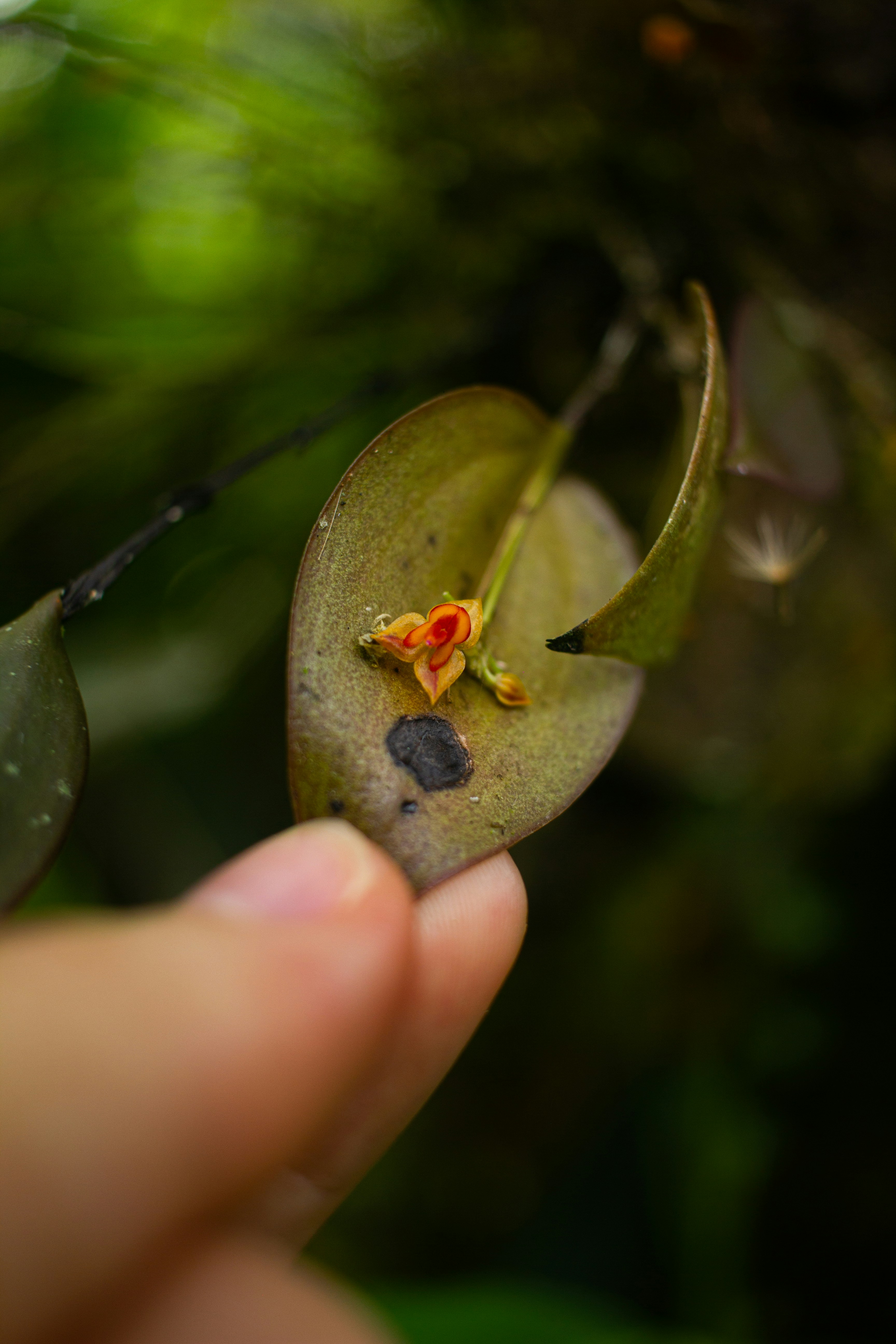 Eine kleine Orchideenblüte wird mit einem Finger gehalten
