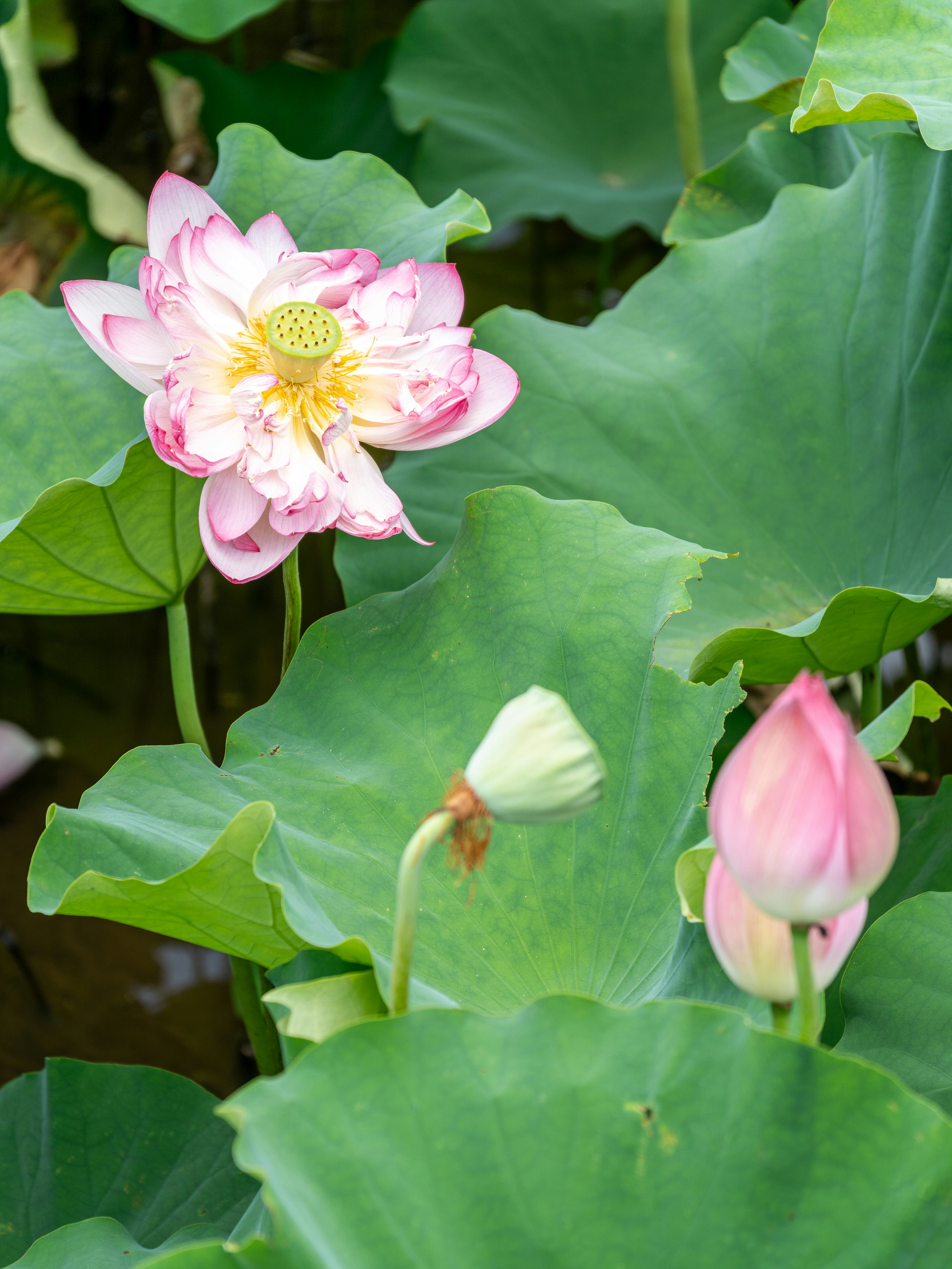 lotus seeds wallpaper, wallpaper, Biji Teratai: Camilan Sehat dengan Segudang Manfaat 6
