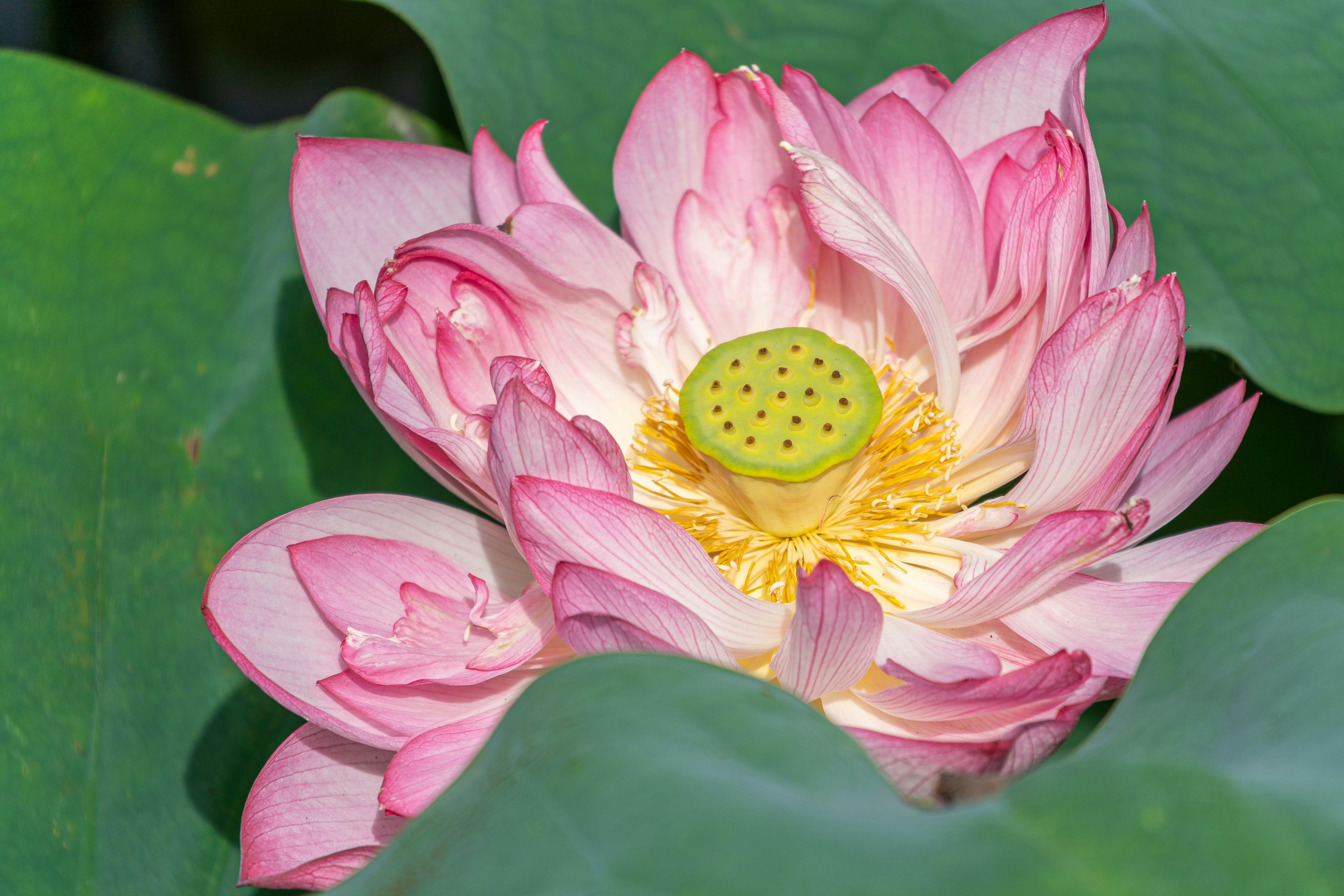 Lotus Seeds Pictures | Download Free Images on Unsplash
