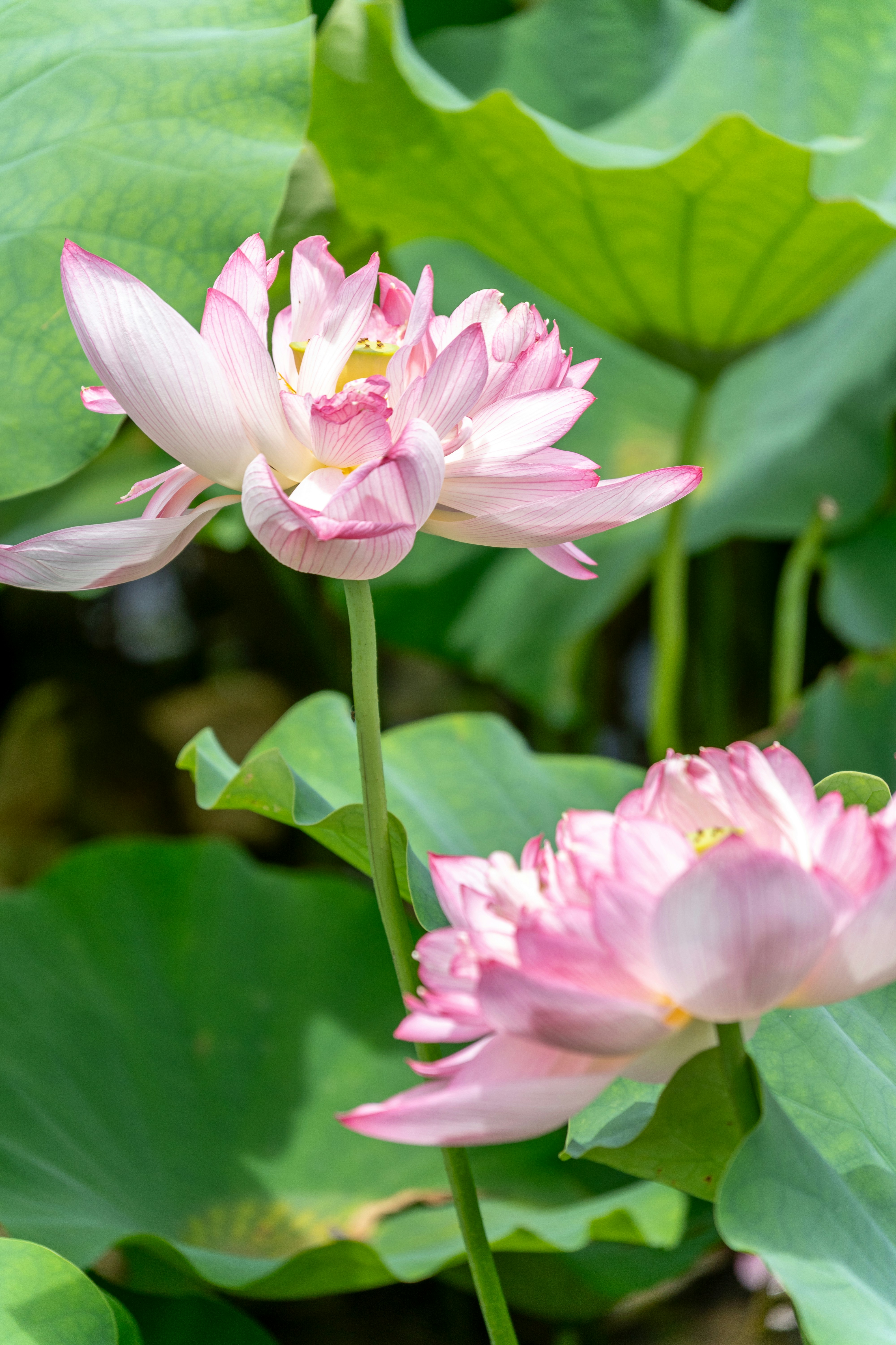 Photo by winstonchen