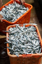 Baskets full of freshly caught sardines.