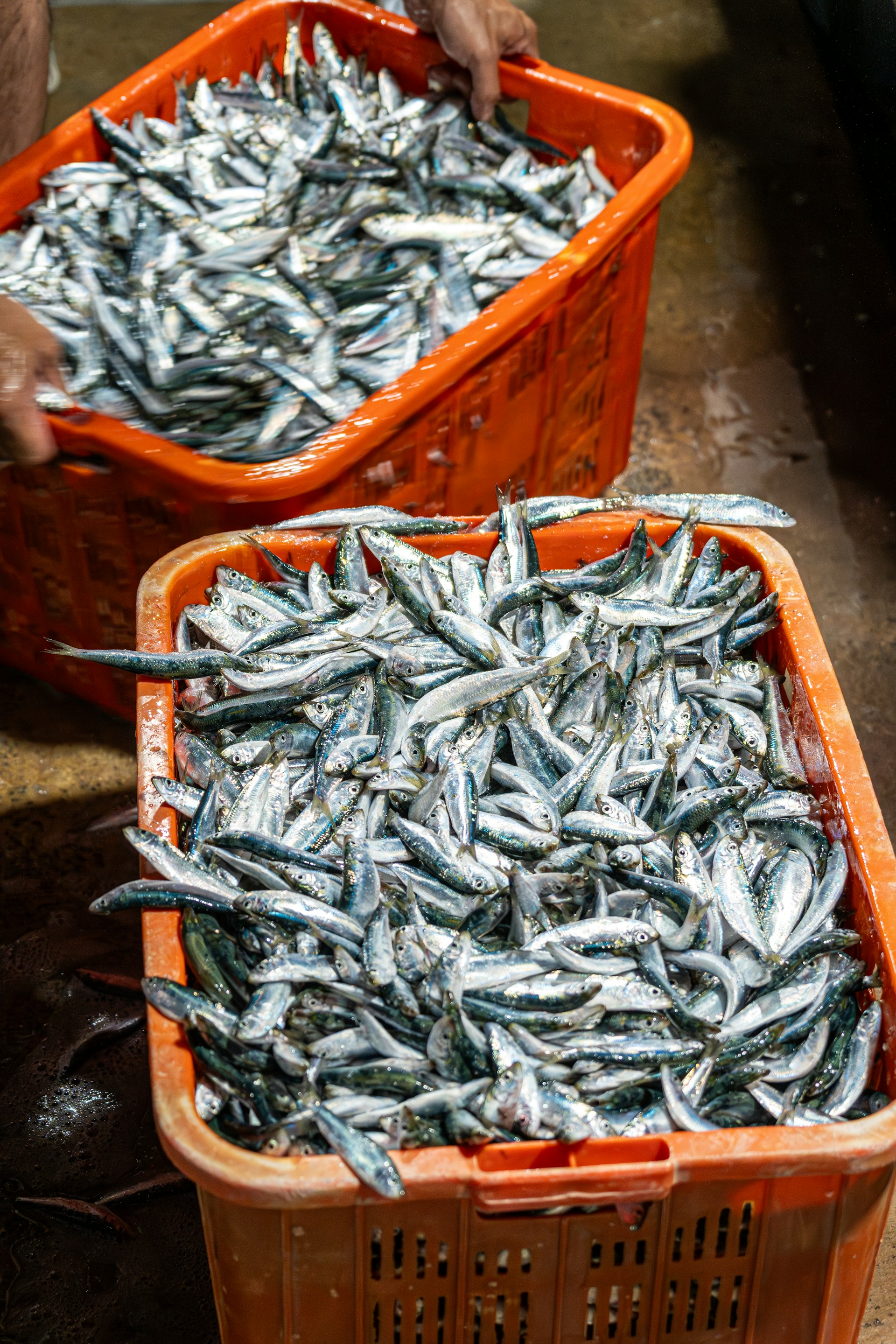 Baskets full of freshly caught sardines.