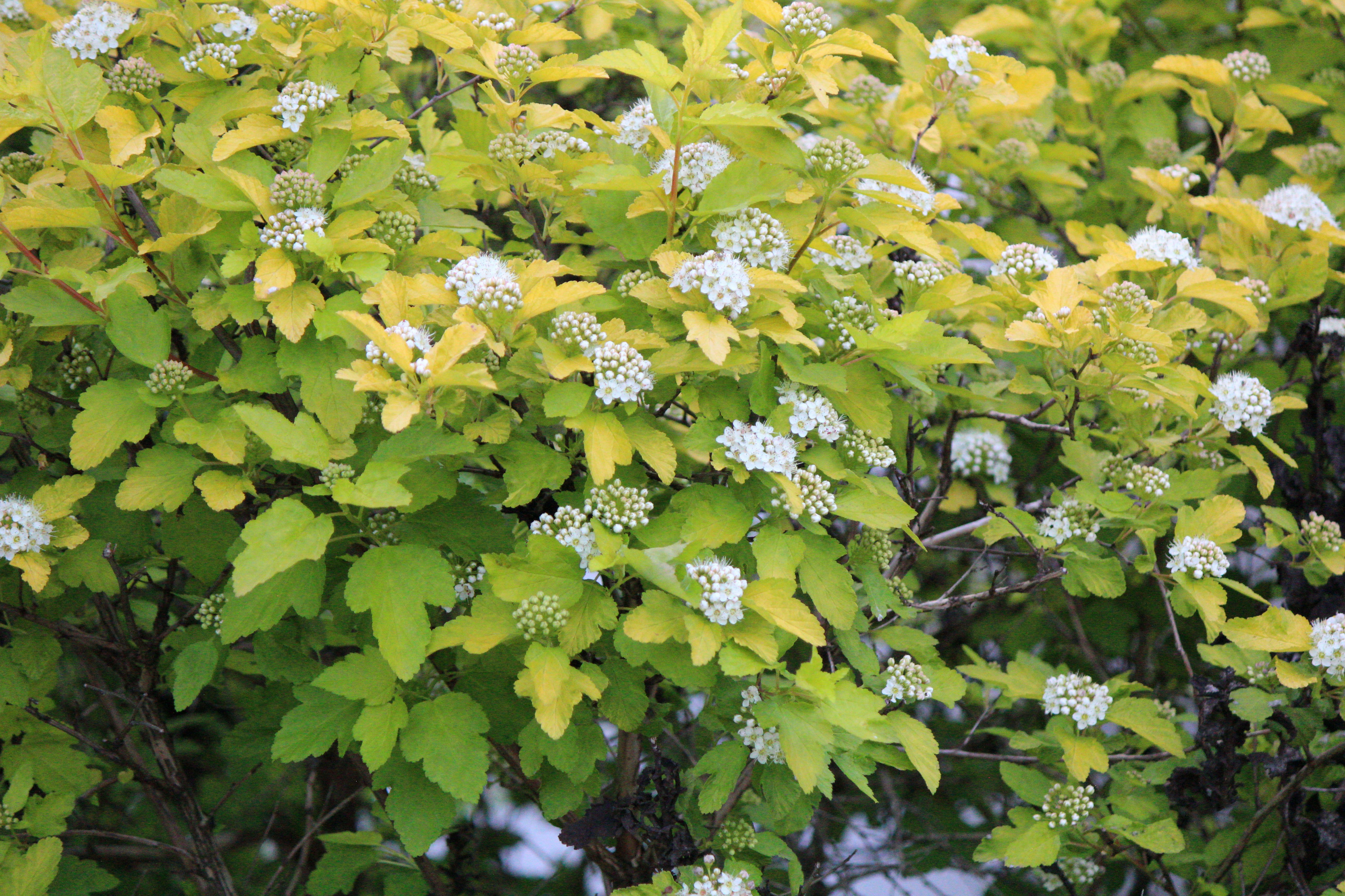 Yellow foliage and white flowers fill the image