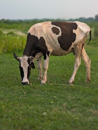 A cow grazes on green grass in a field.