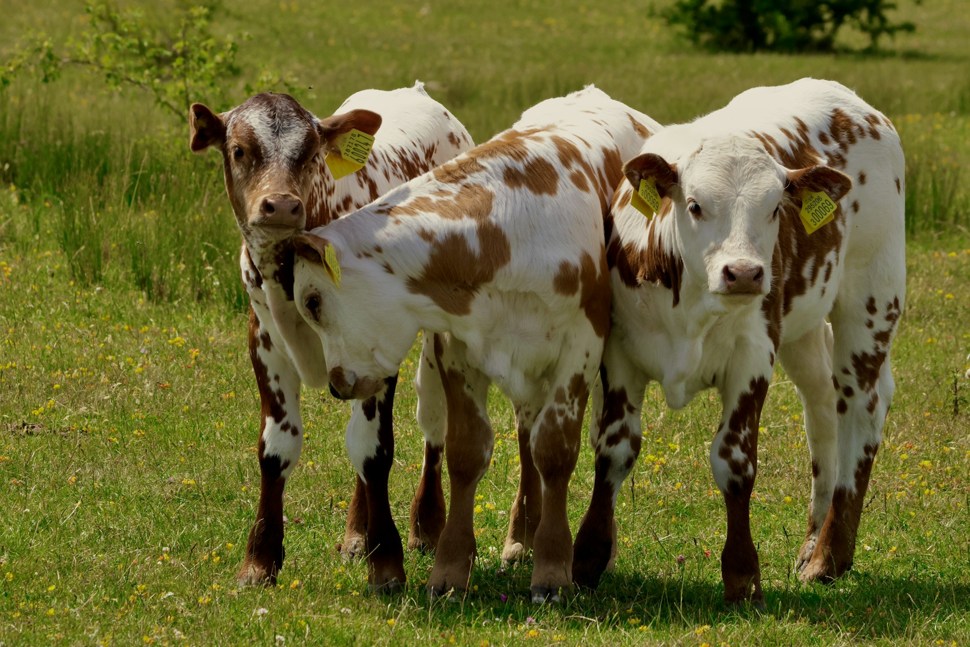Three young calves are standing together in a green field.