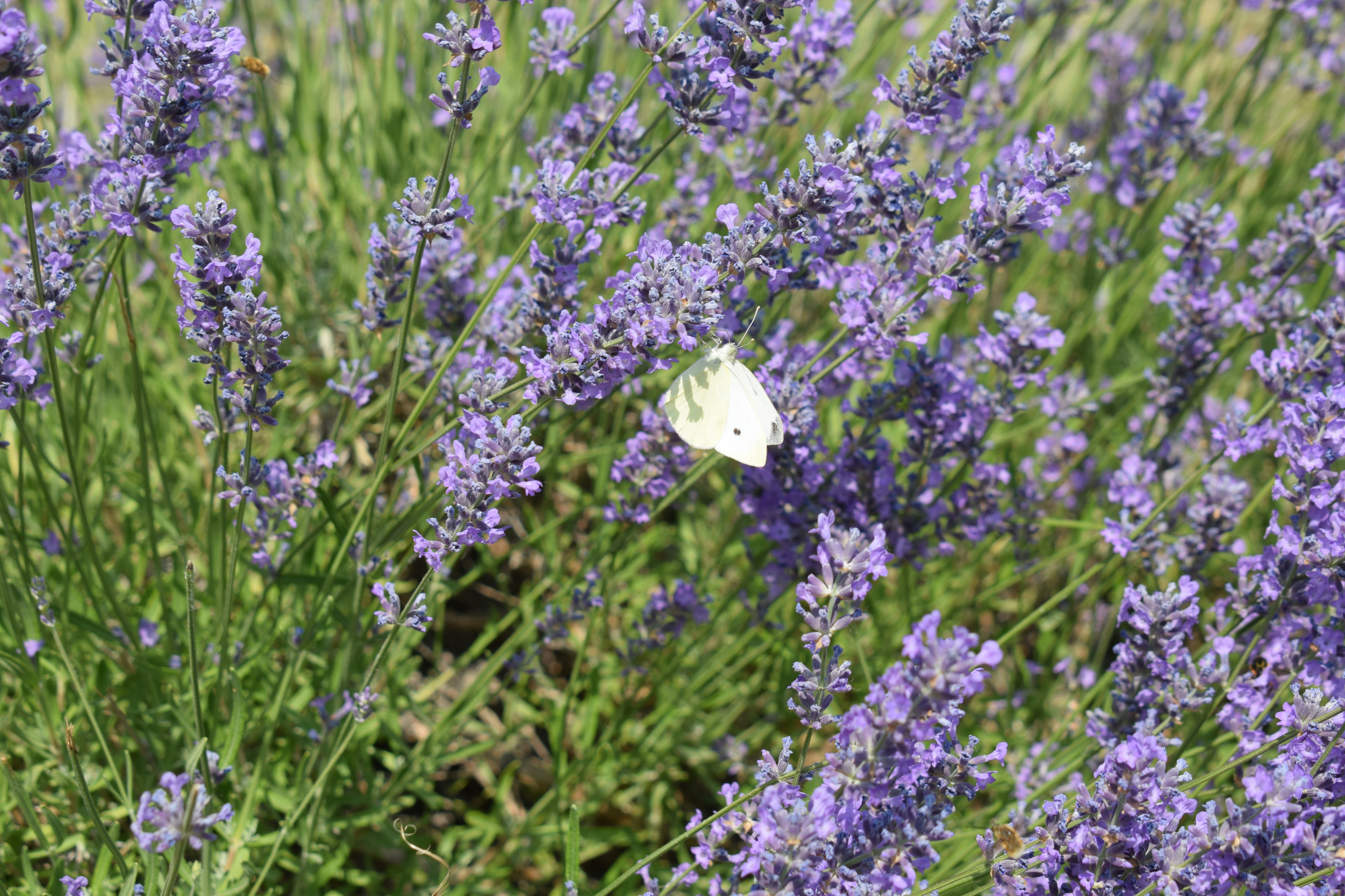 Photo by simplicity