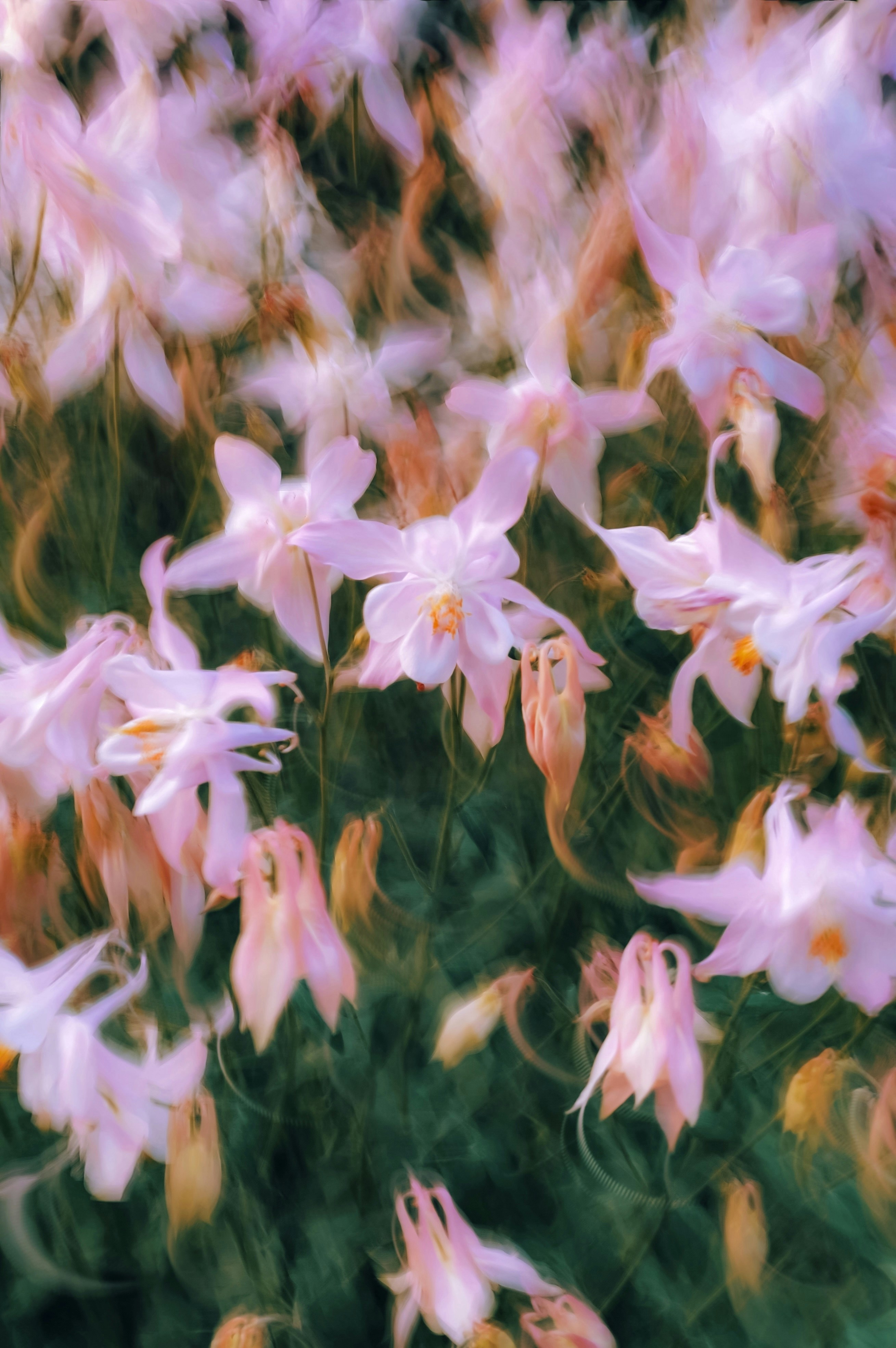 Blurred pink flowers in a soft focus close-up.