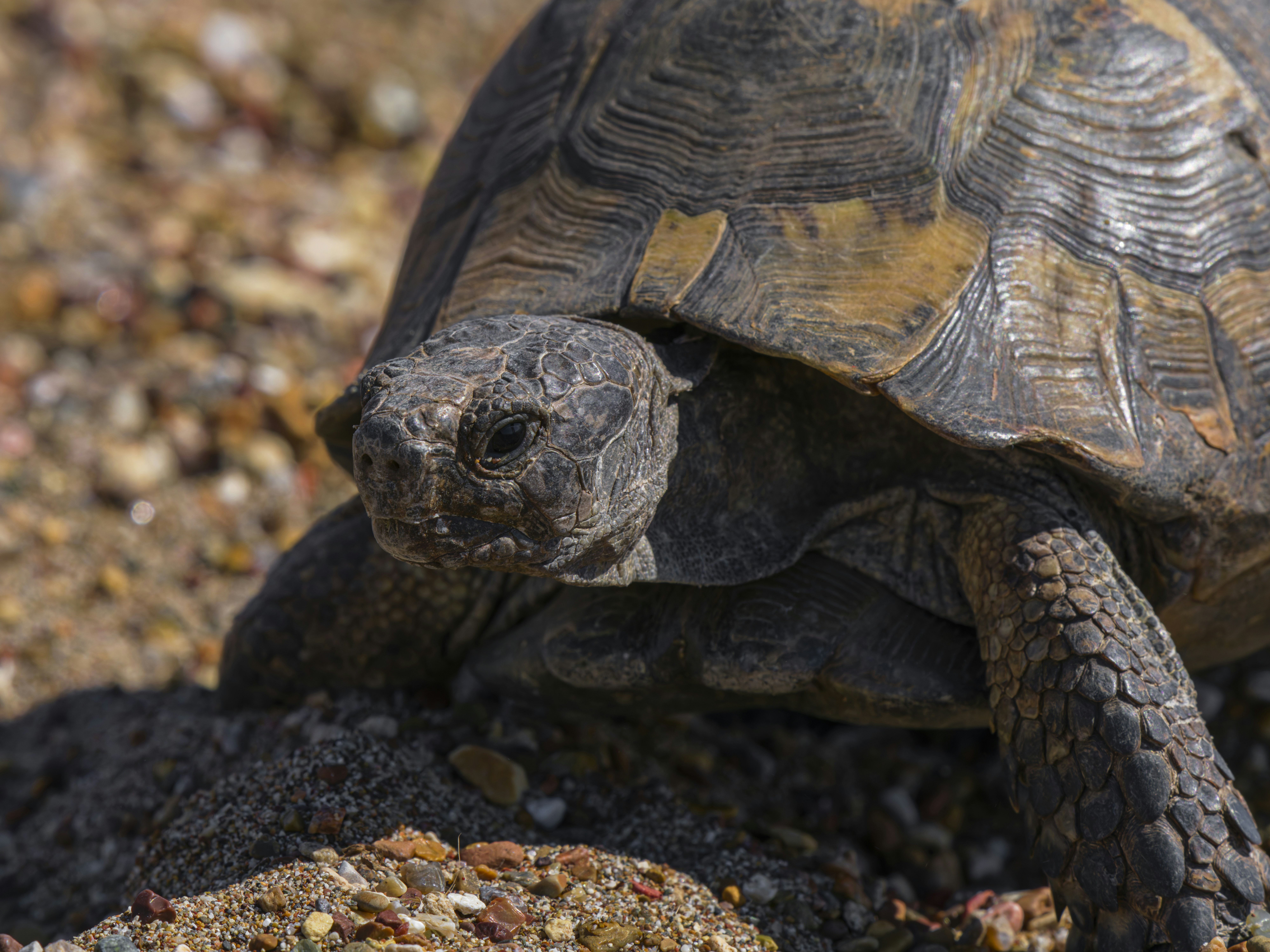 Toliq yalangoch Alena Gorenko