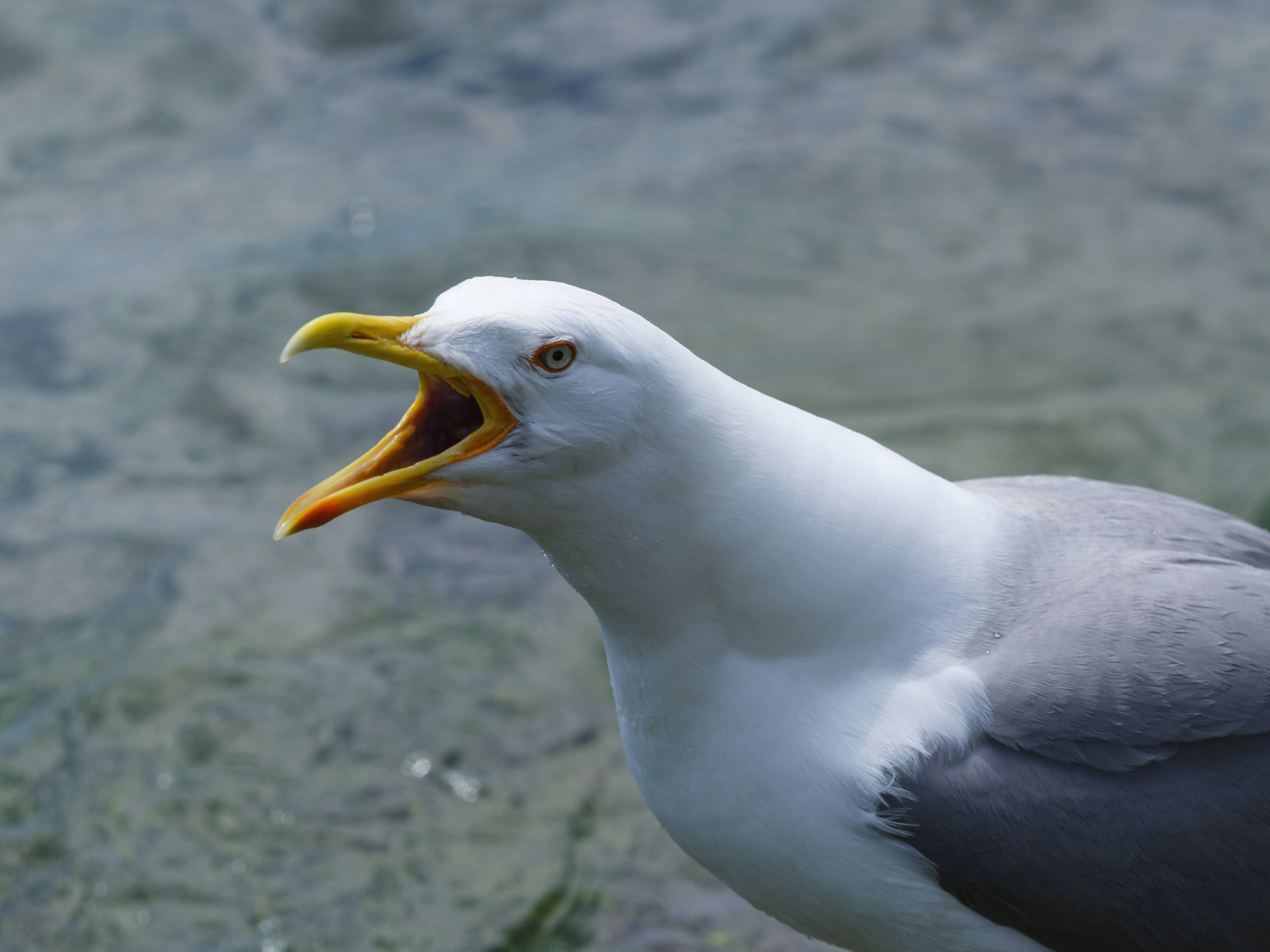 A seagull squawks with its mouth open. photo – Free Portrait Image on  Unsplash, image size:3000x2250