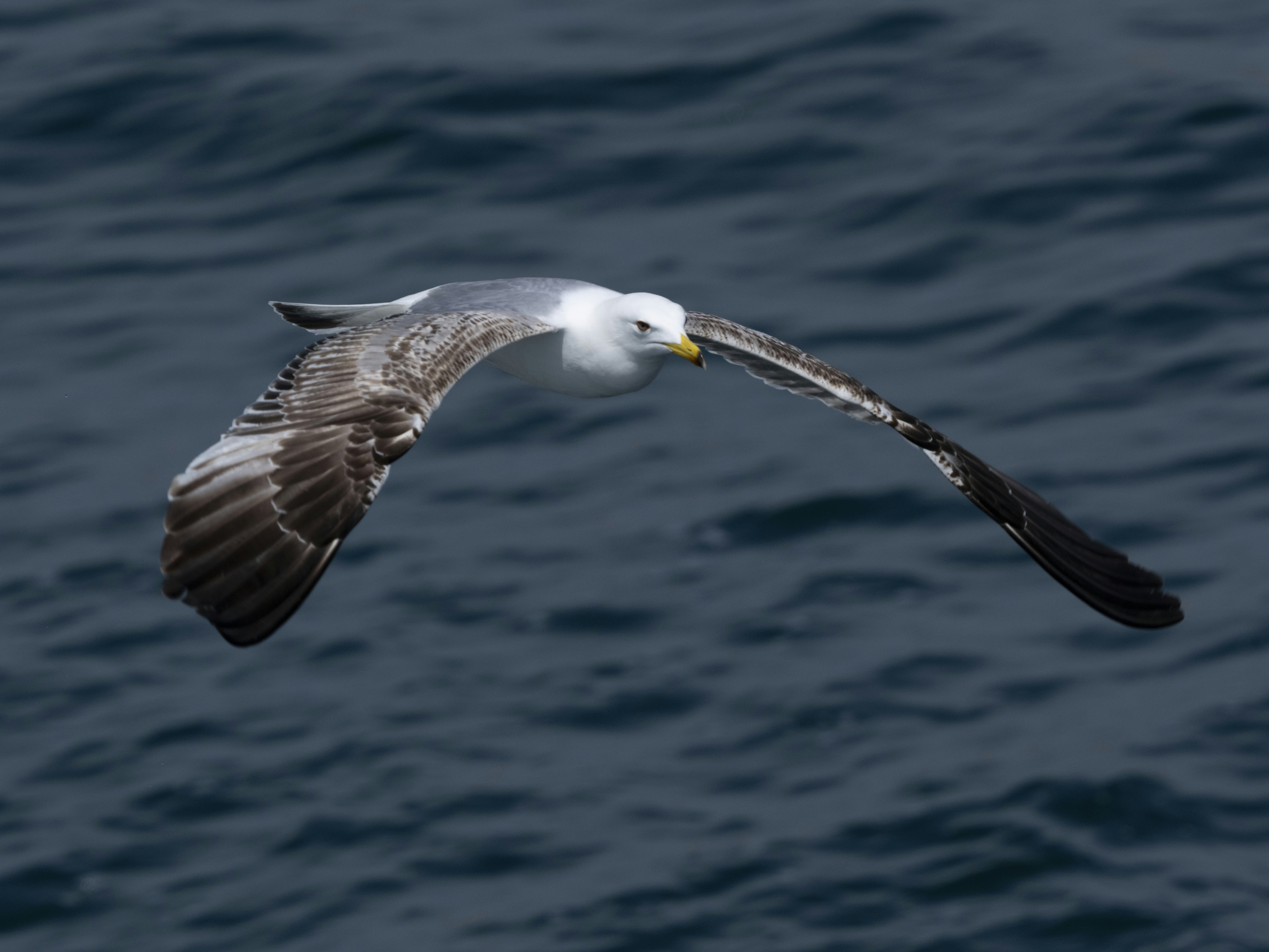 Photo by enginakyurt