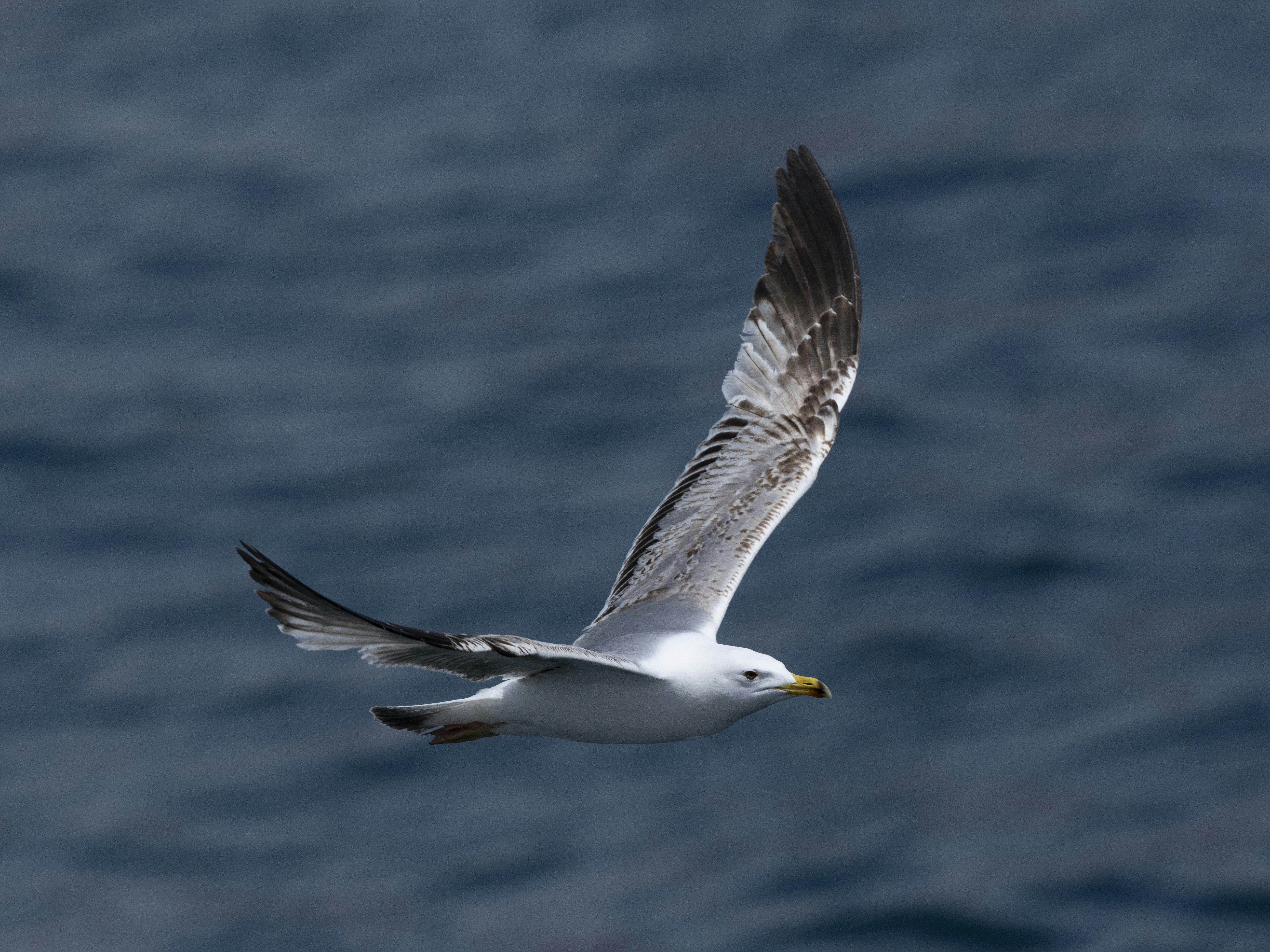 Photo by enginakyurt