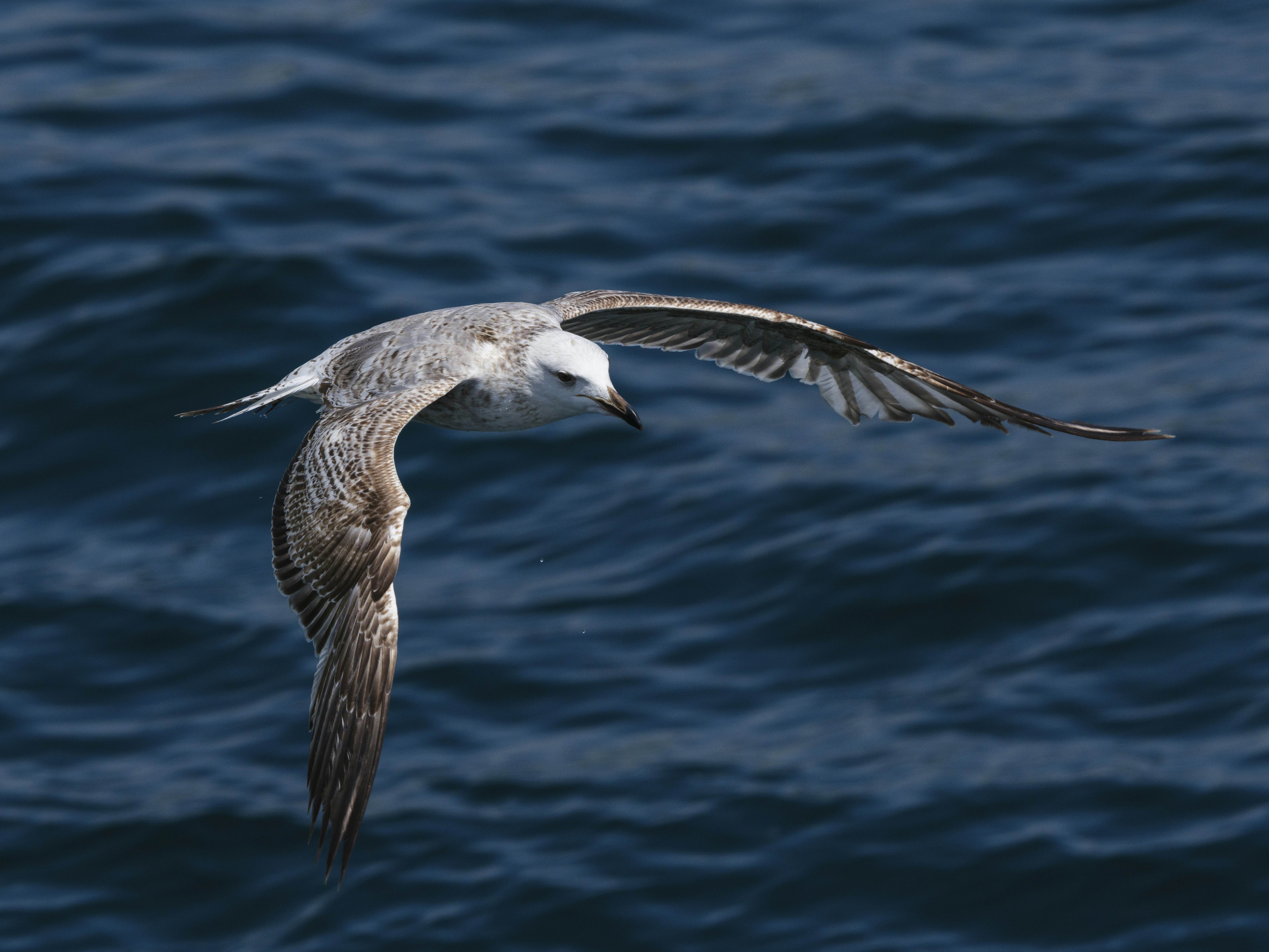 Photo by enginakyurt