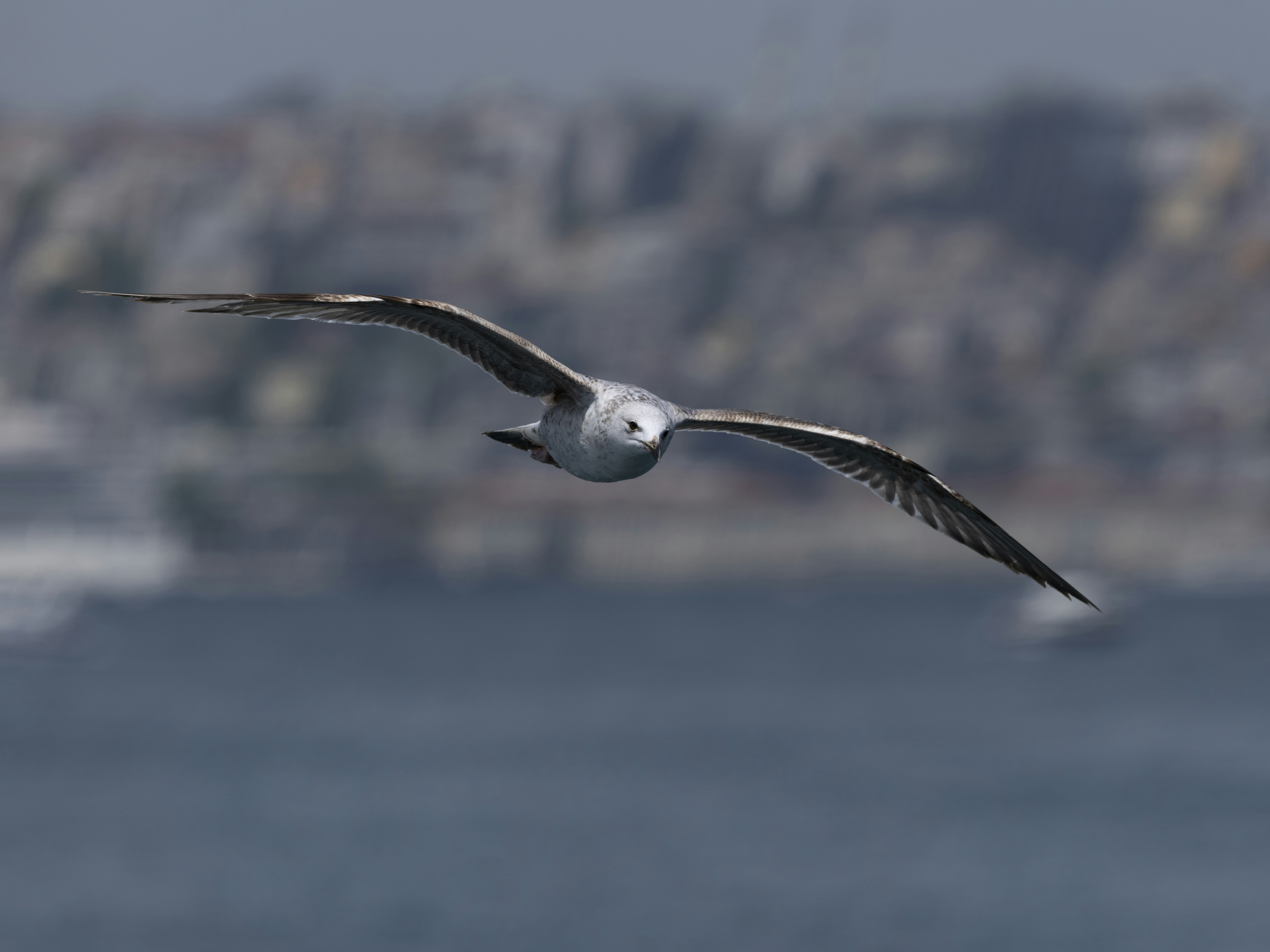 A graceful seagull soaring over Istanbul