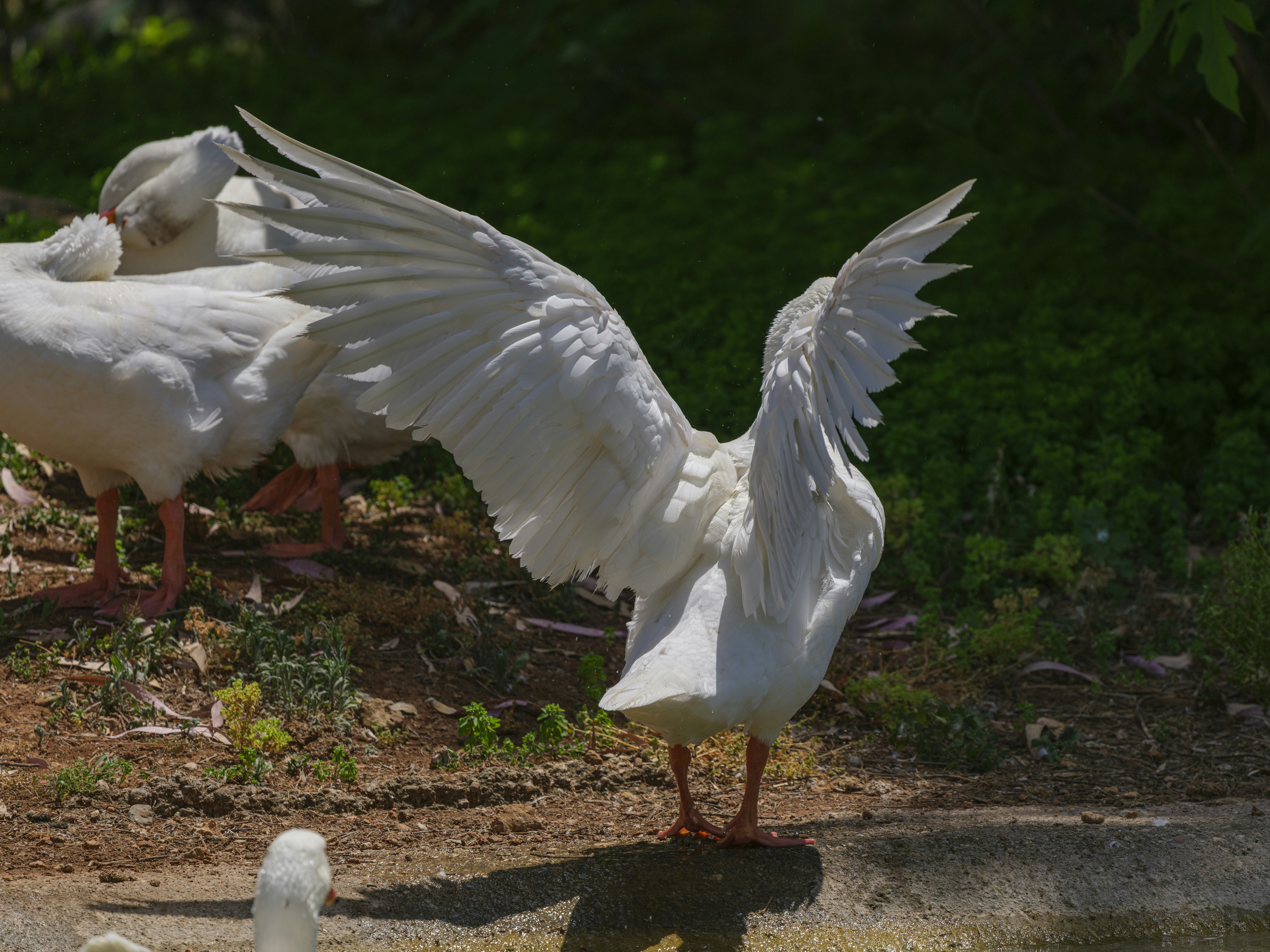 Photo by enginakyurt