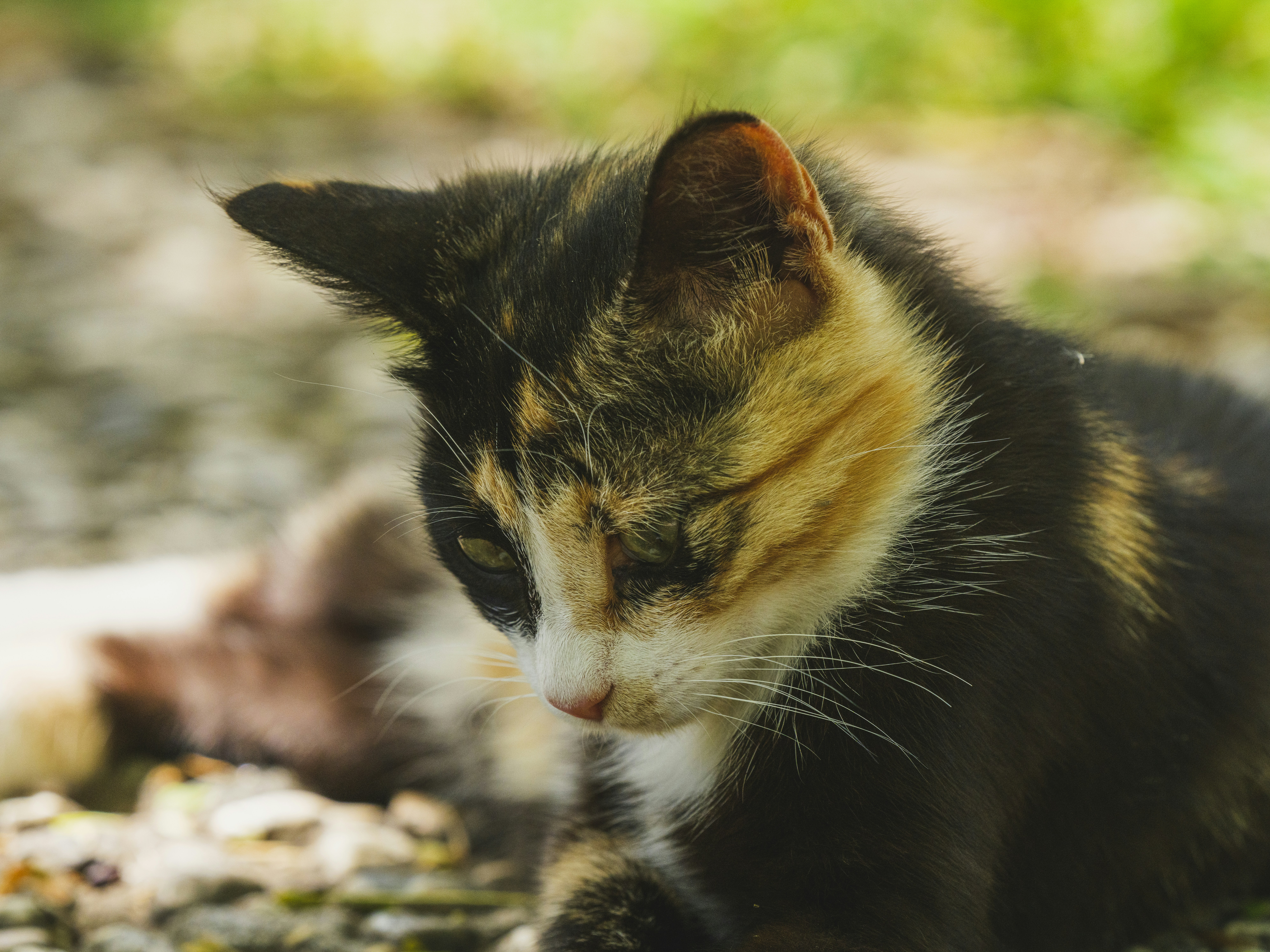 Photo by enginakyurt