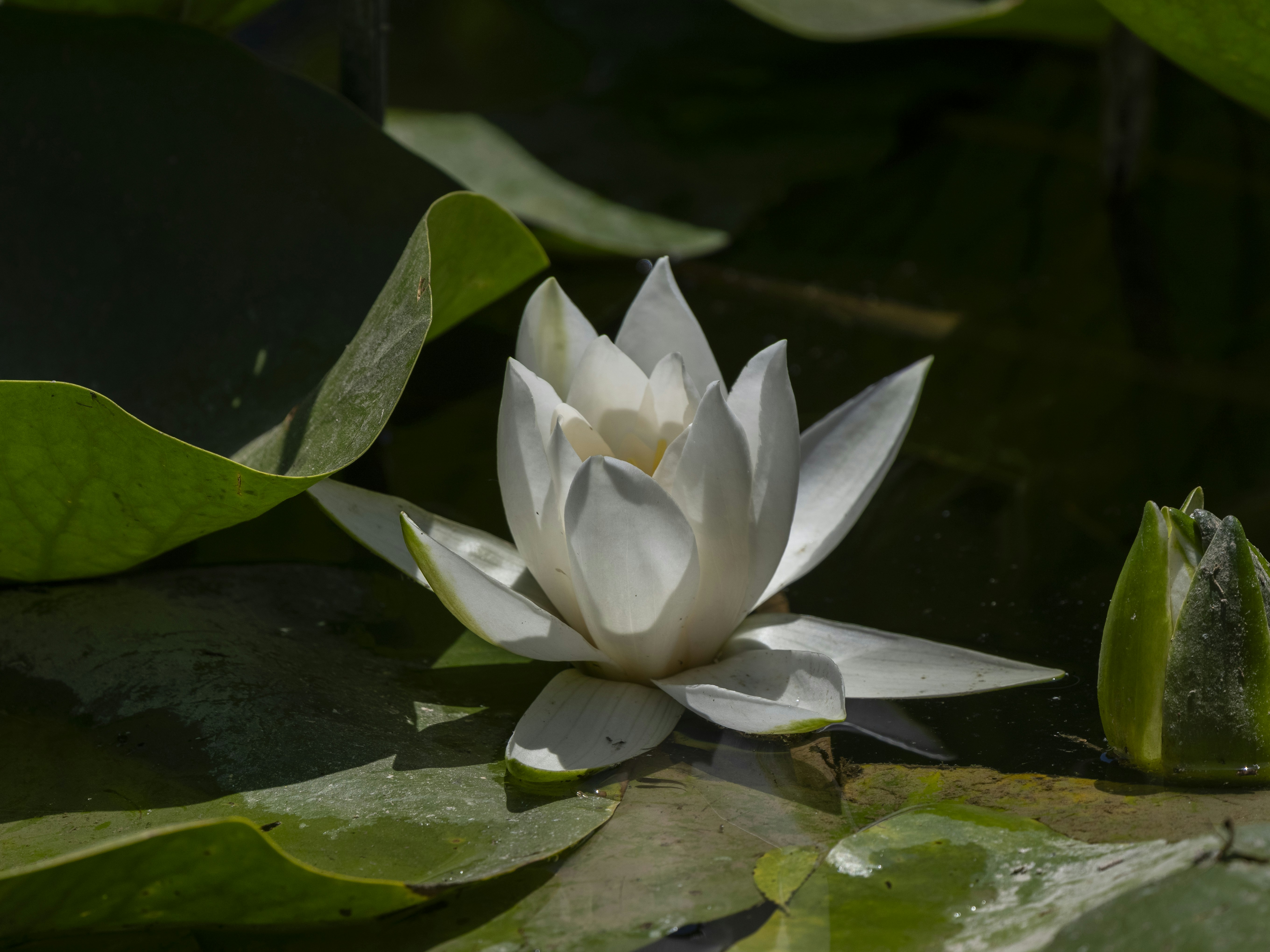 Photo by enginakyurt