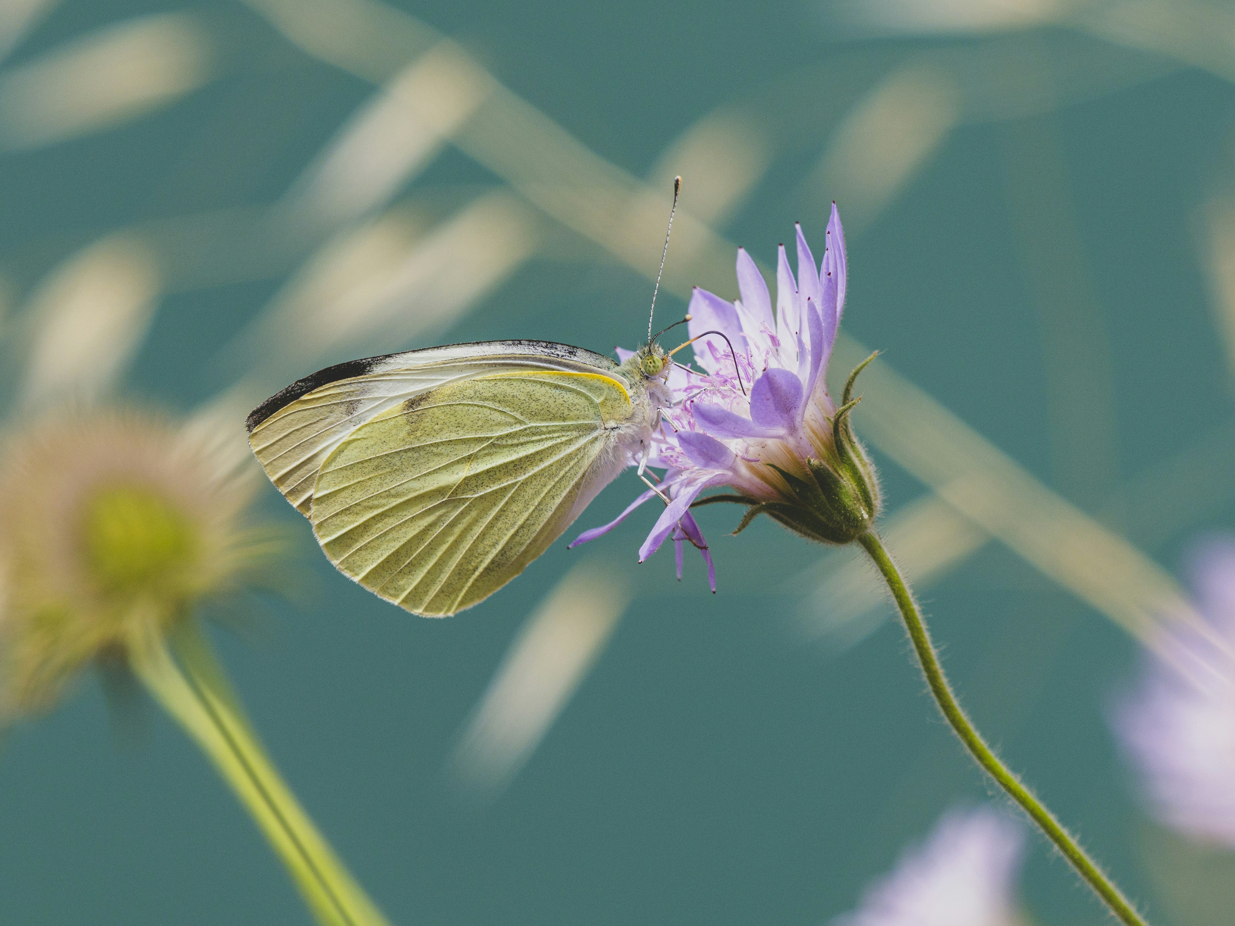 Photo by enginakyurt