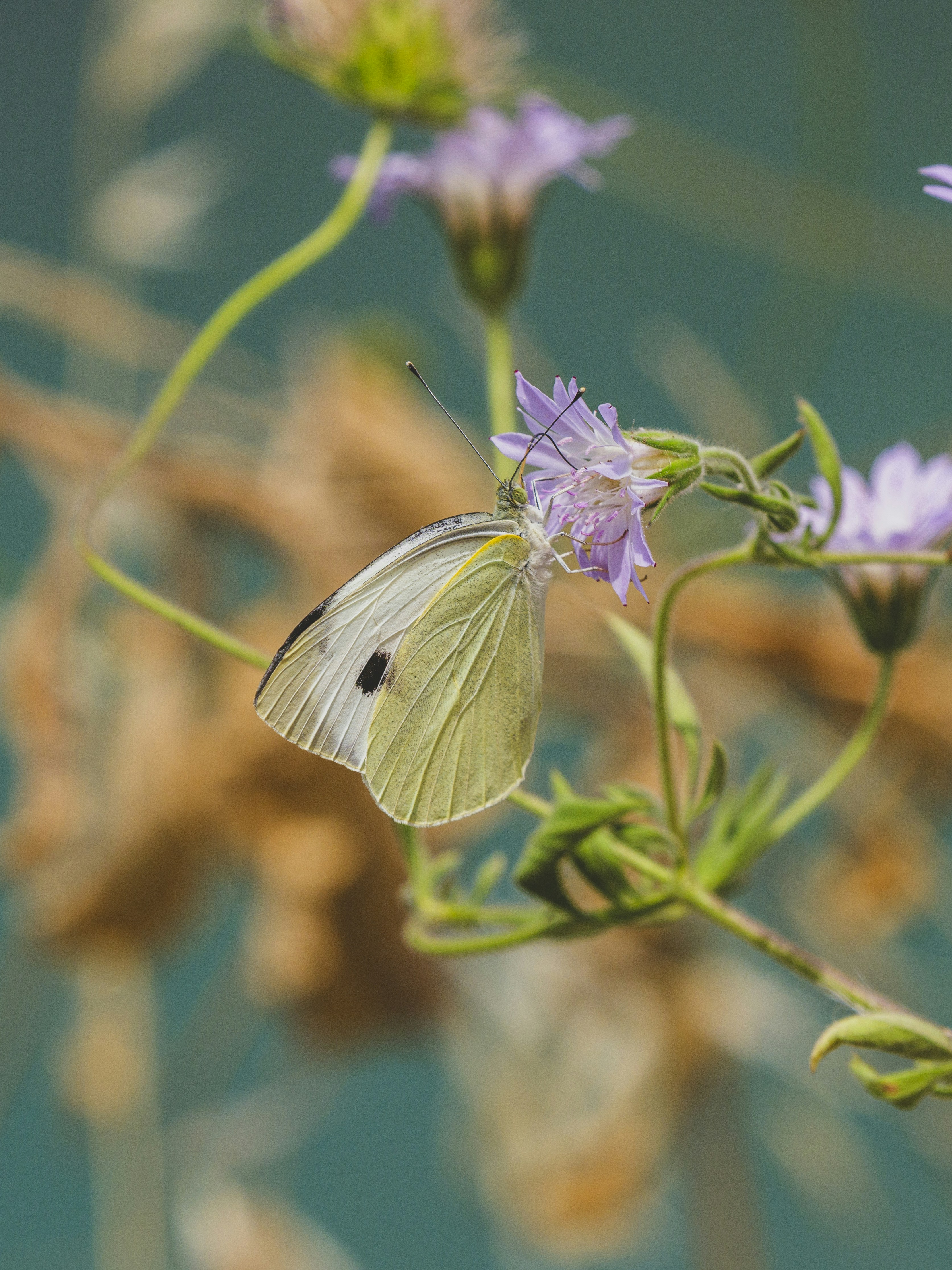Photo by enginakyurt