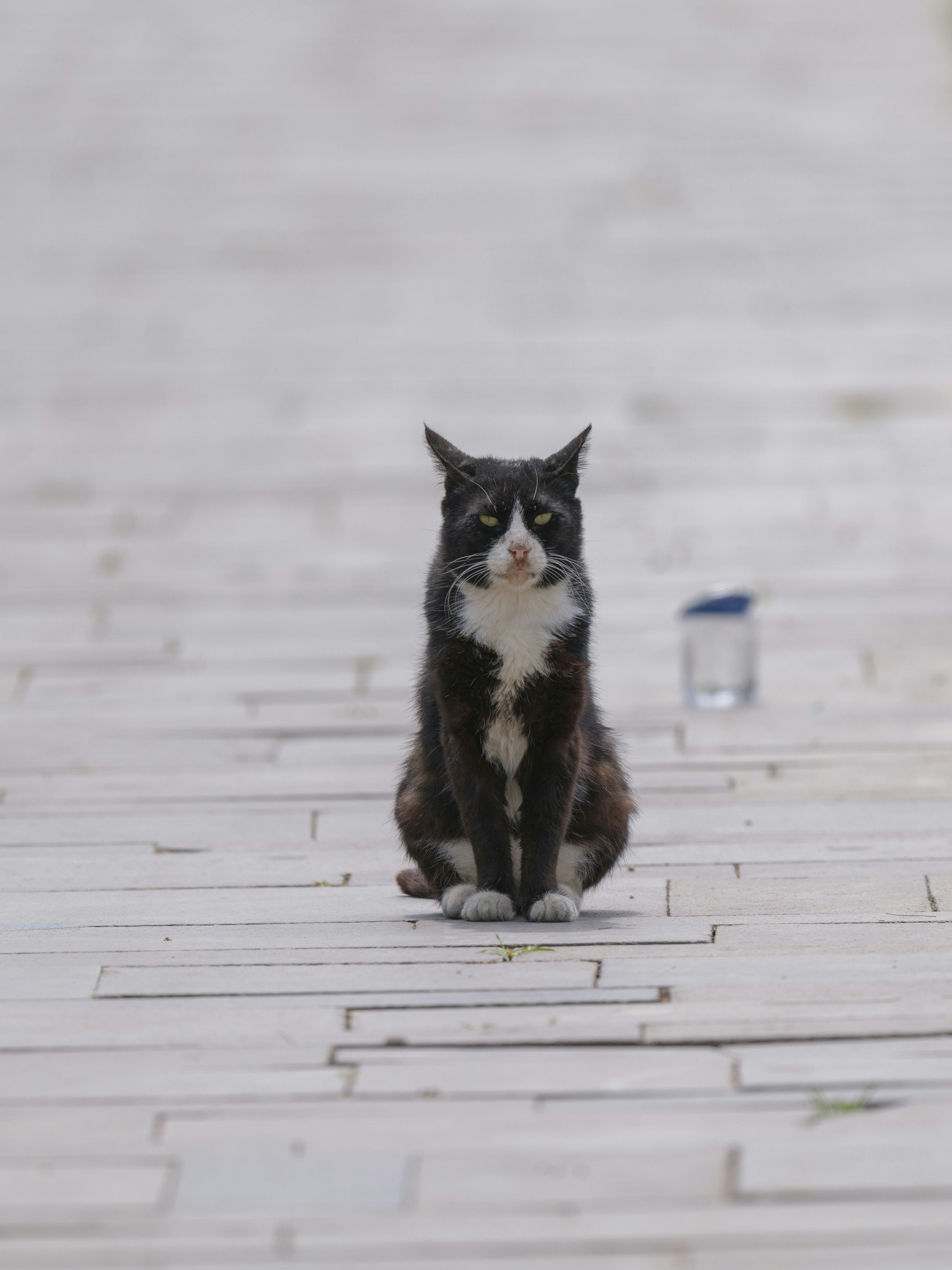 A cute black and white cat in the park