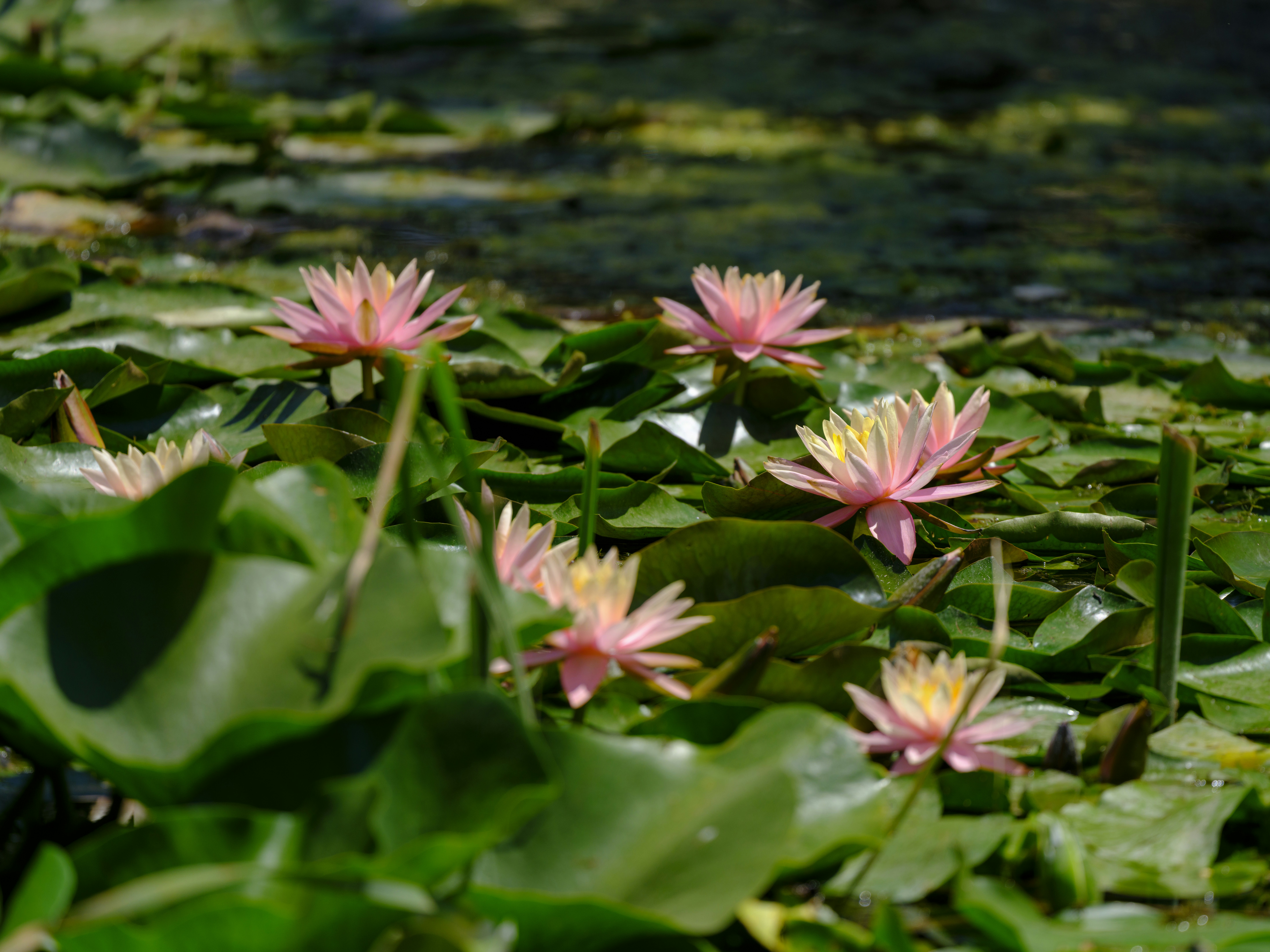 Photo by enginakyurt