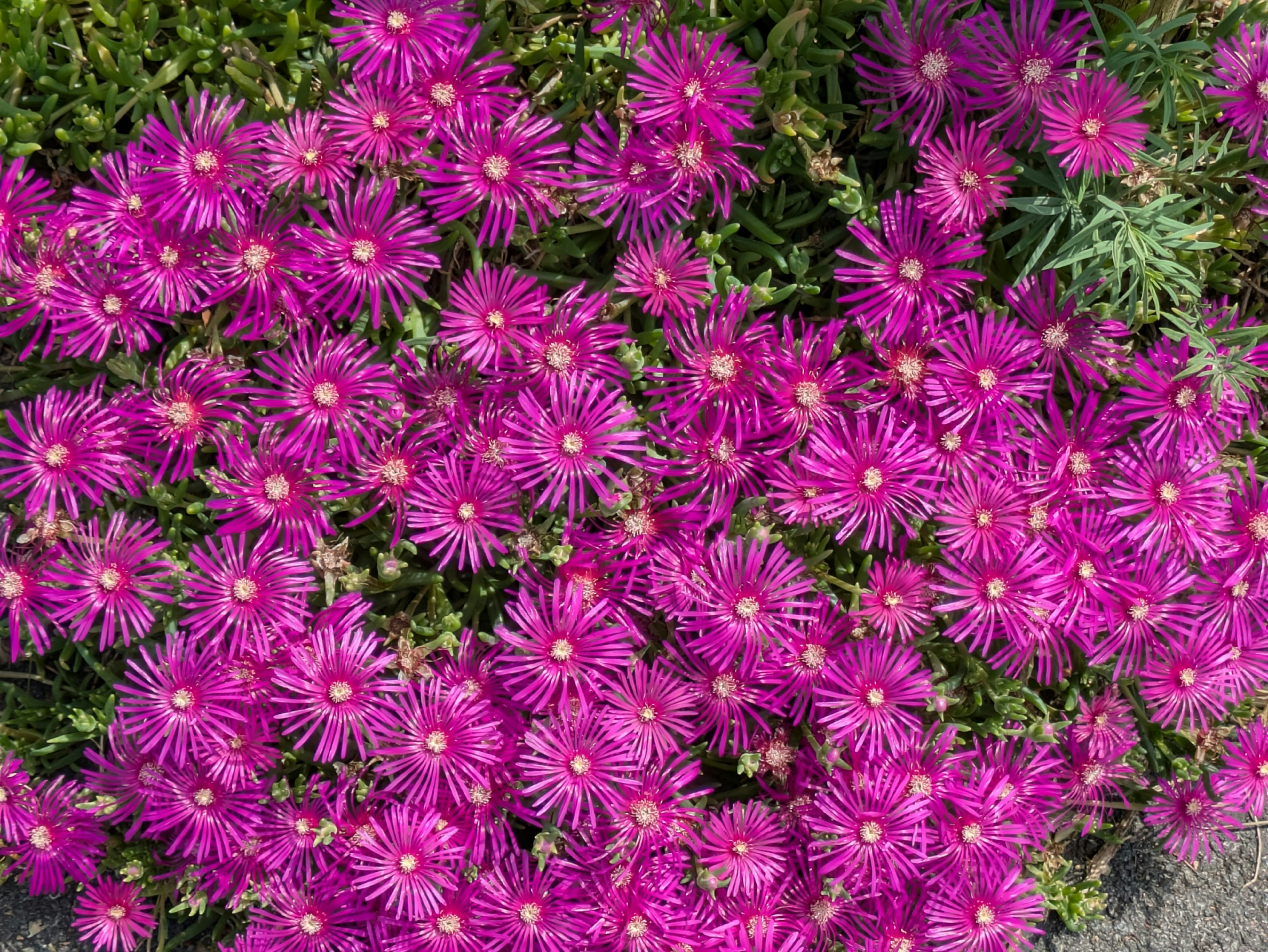 Les fleurs violettes fleurissent abondamment dans le jardin.