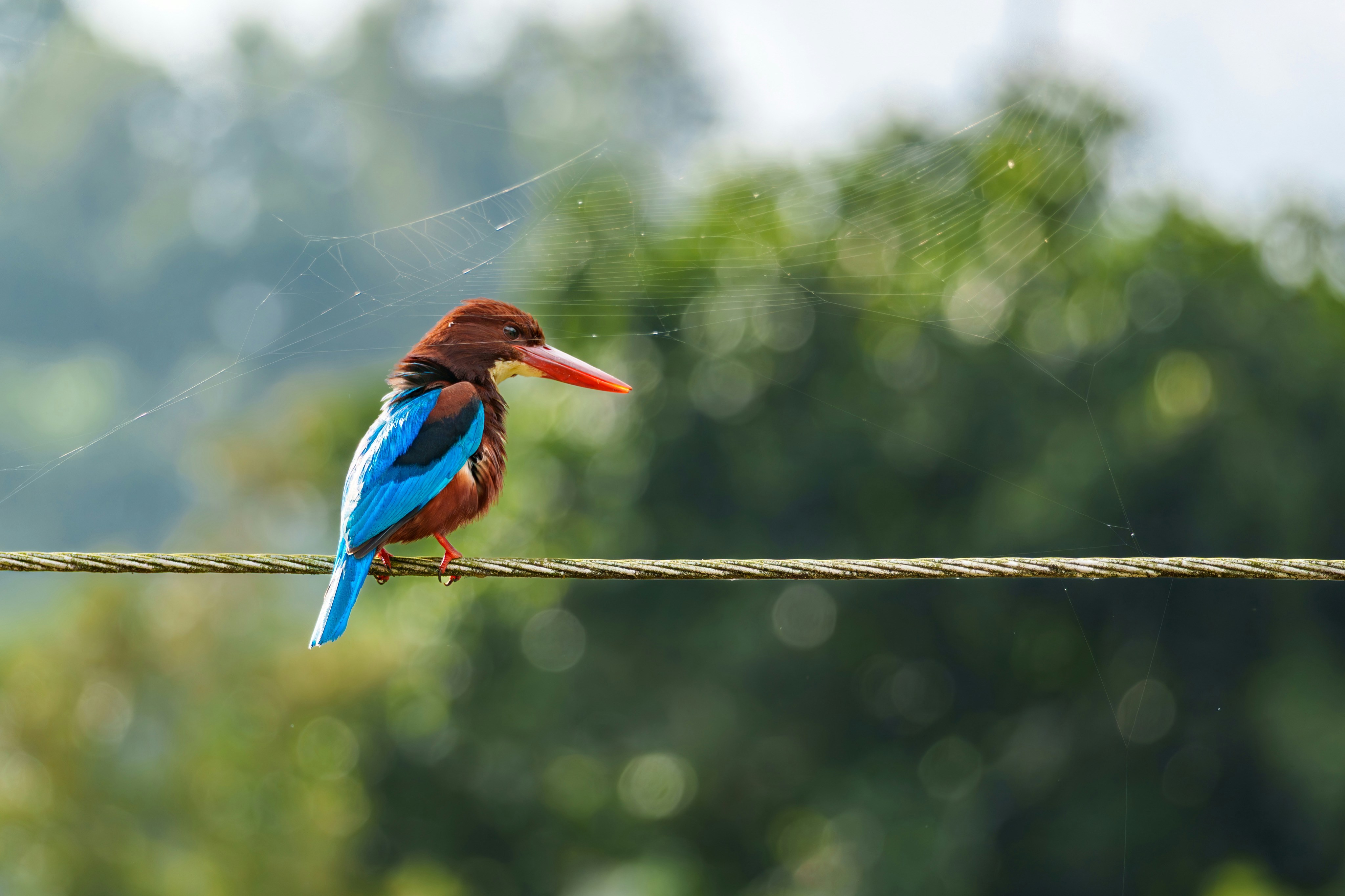 Photo by shibinjoseph