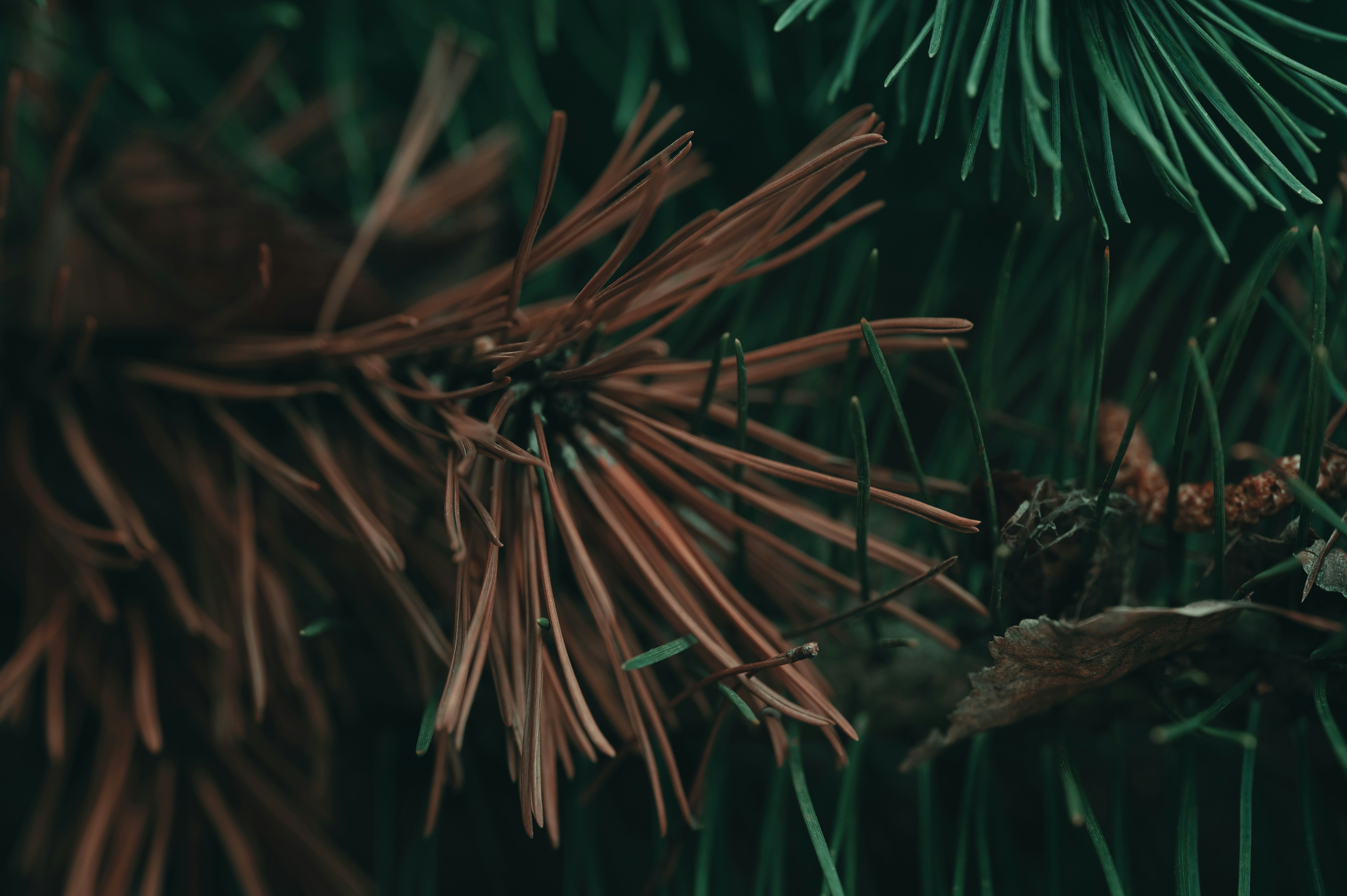 Photo by volodymyr_leush