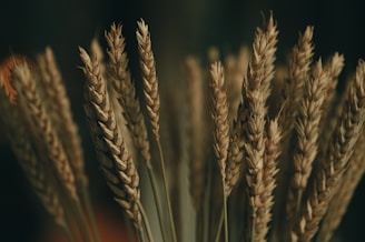 Close-up shot of wheat stalks.