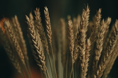Close-up shot of wheat stalks.