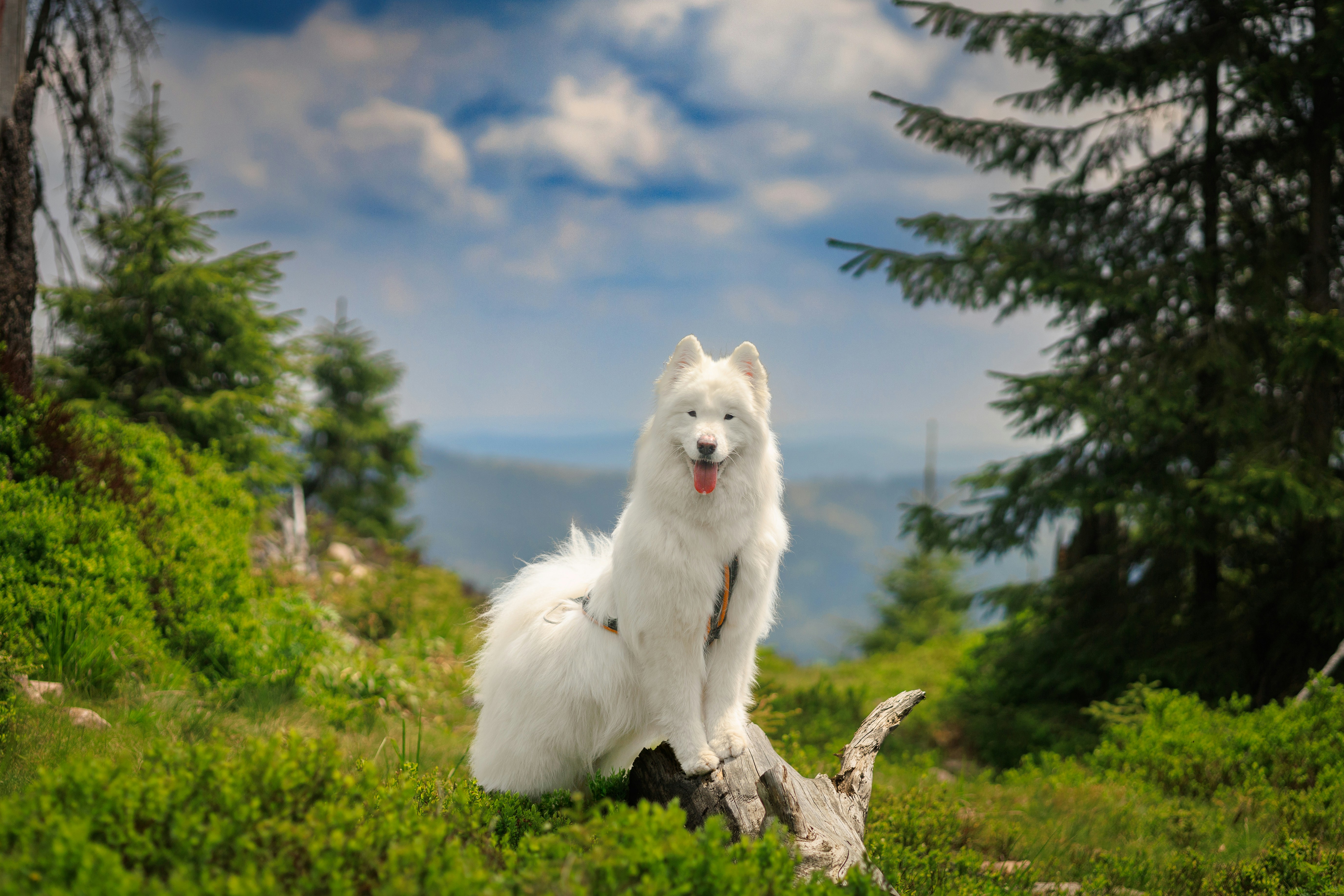 Photo by barcstamaas