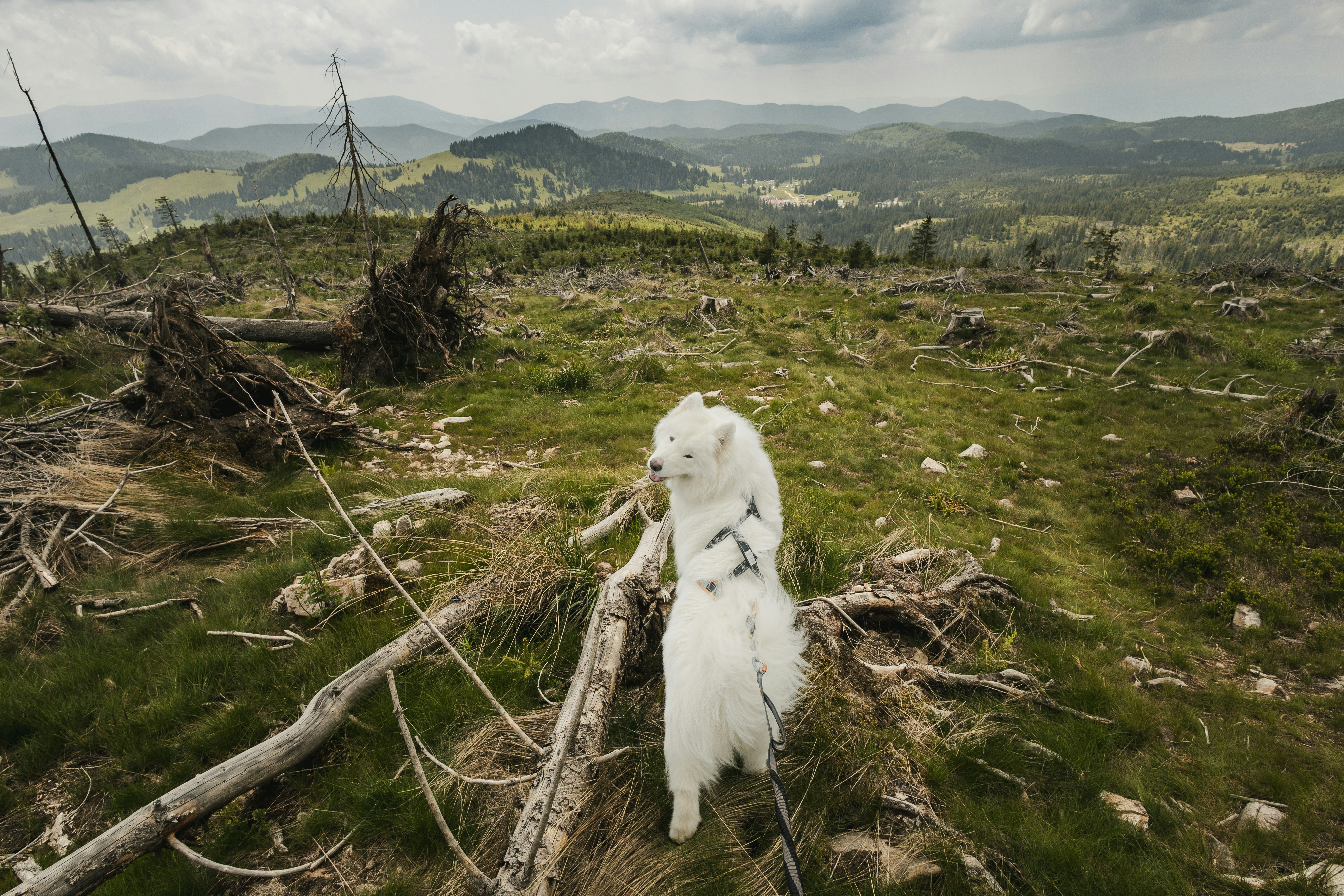 A white dog stands amidst a vast landscape