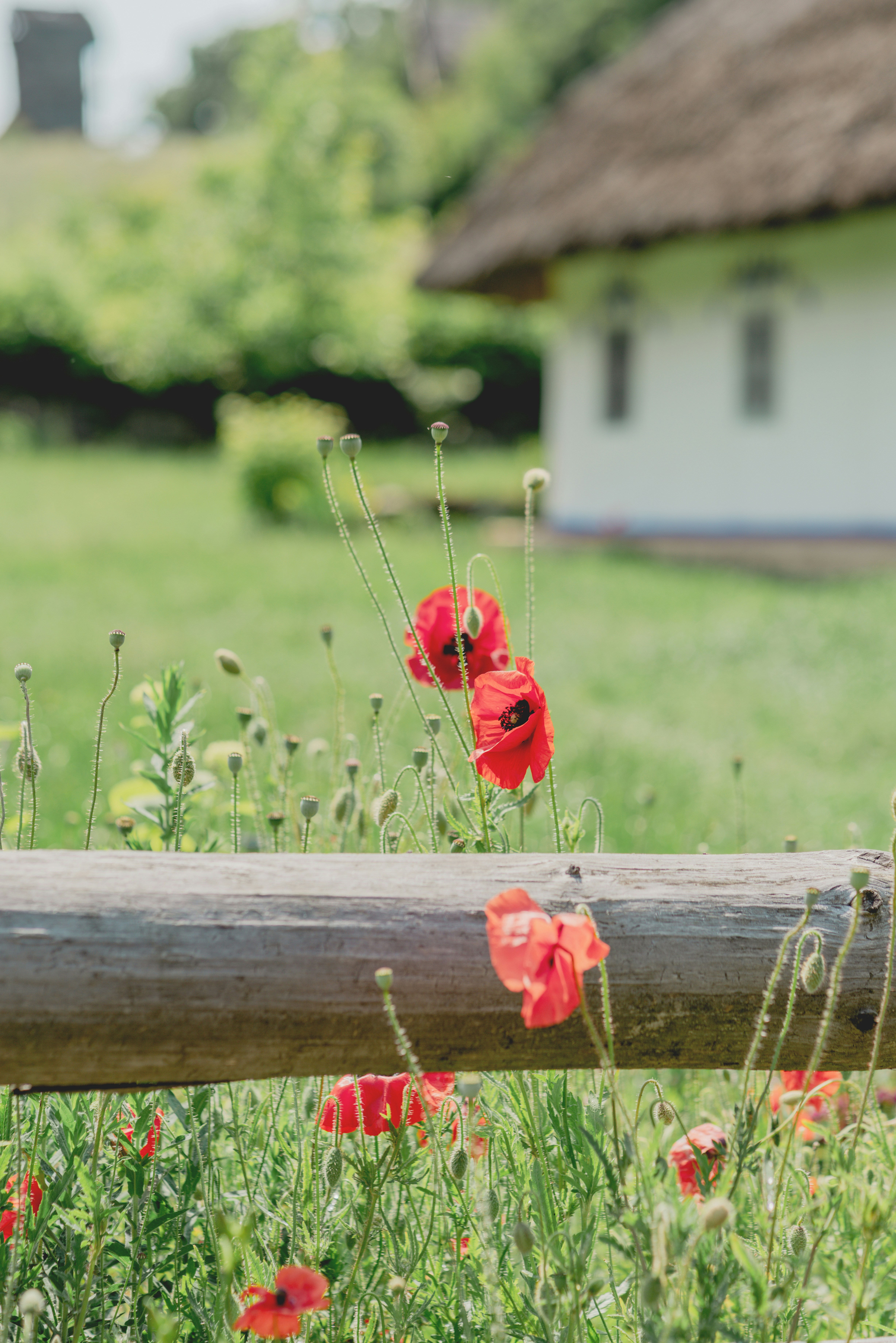 Red poppies bloom by a wooden fence.