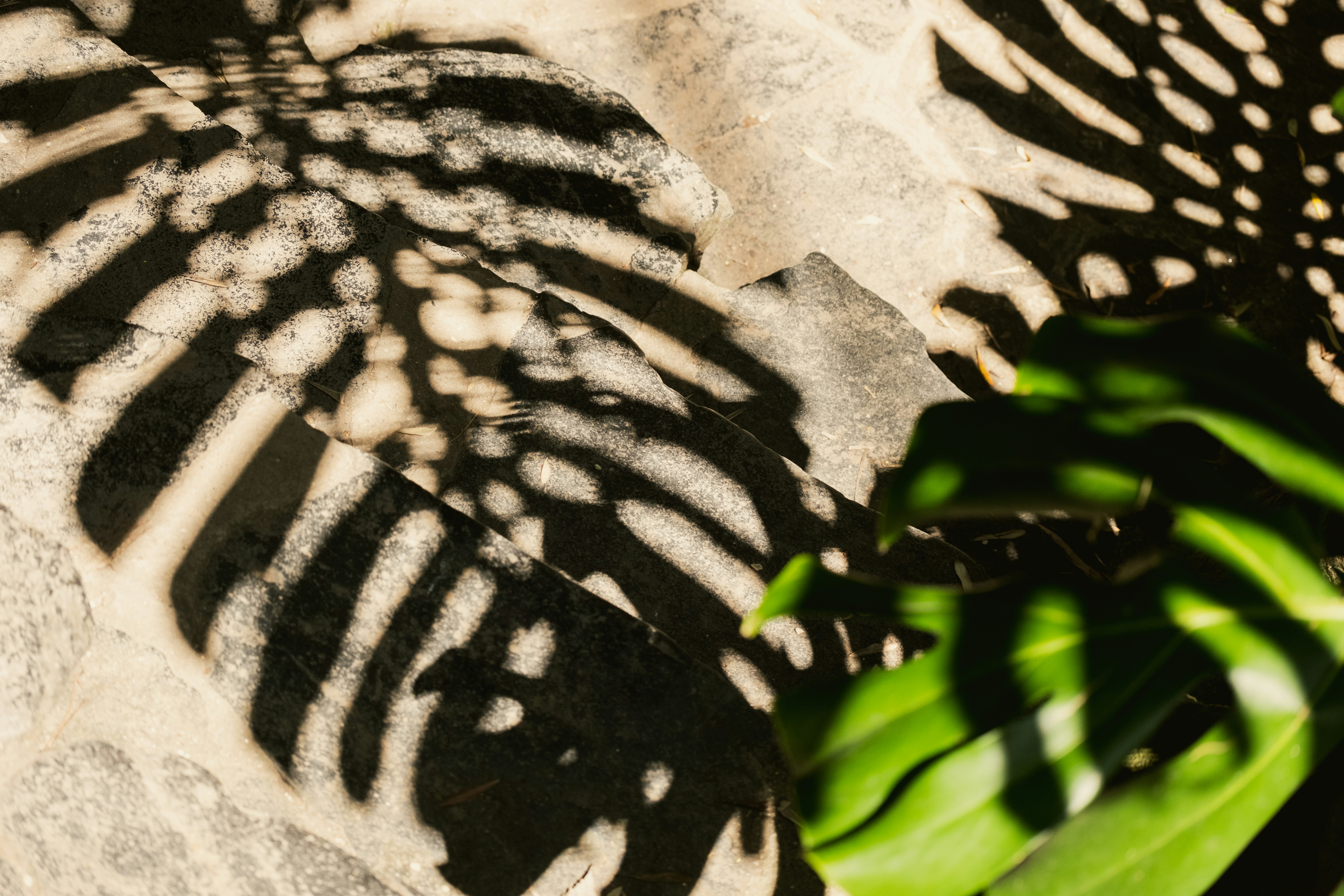 Schatten eines Monstera-Blattes an einer Wand Foto  Kostenloses Bild zum  Thema Innenarchitektur auf Unsplash