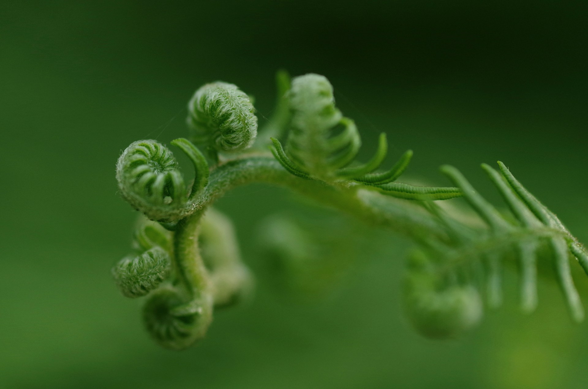 A fern frond unfurling from a green background.