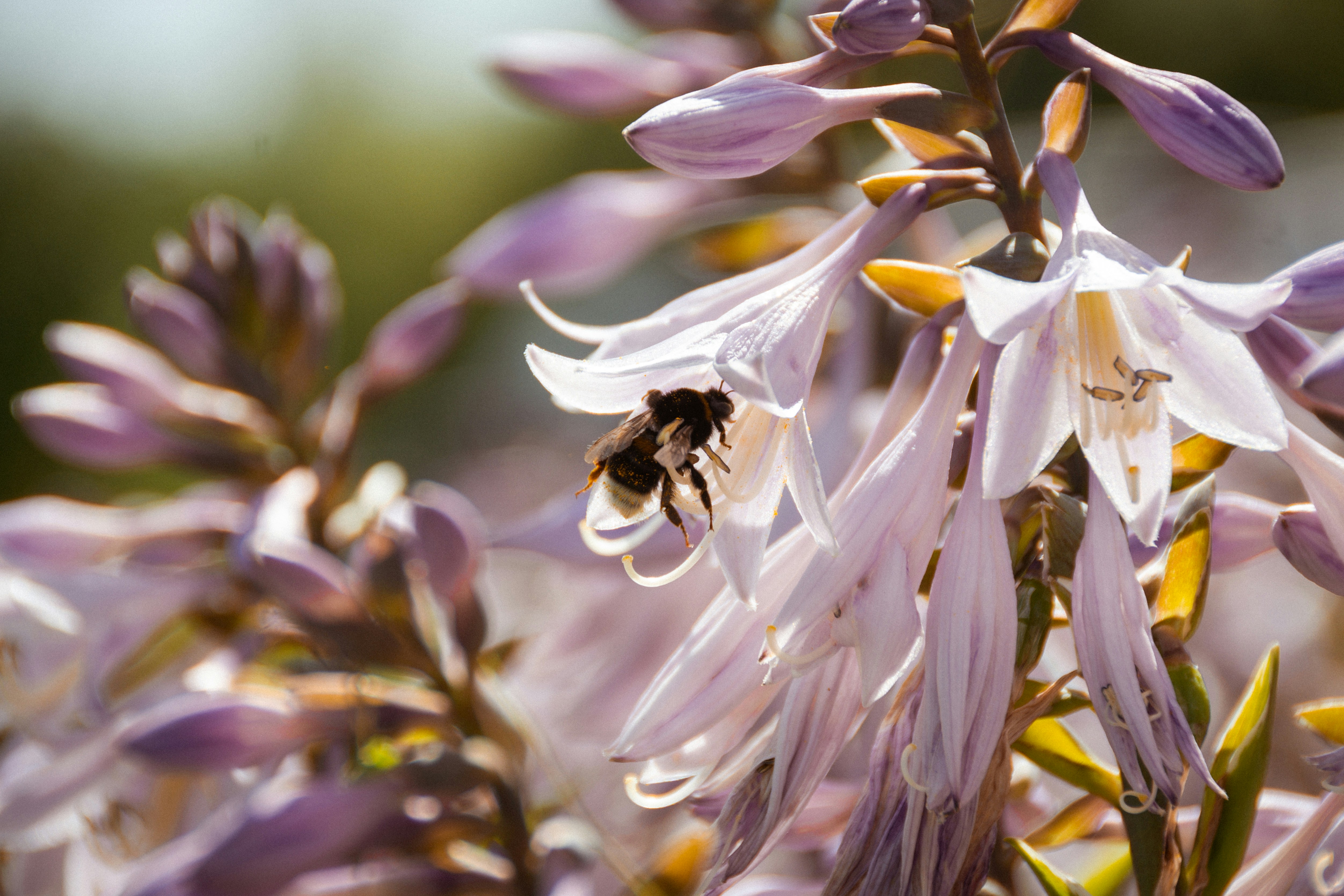 A bee collects pollen from beautiful purple flowers. photo – Free Bee Image  on Unsplash, image size:3000x2000