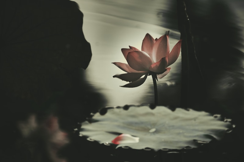 Lotus in the Breeze at Quyuan Garden