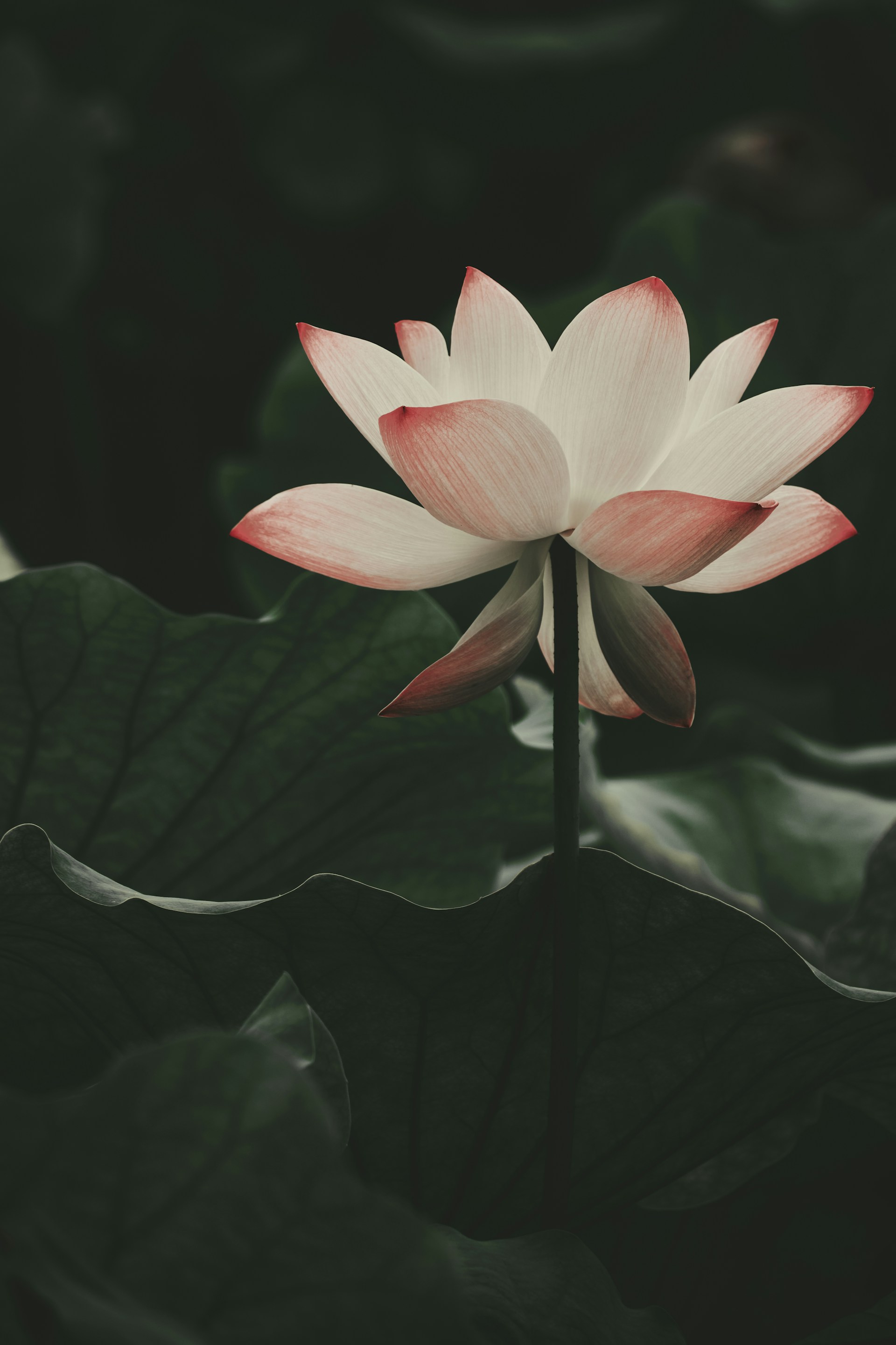 A delicate lotus flower blooms among leaves.