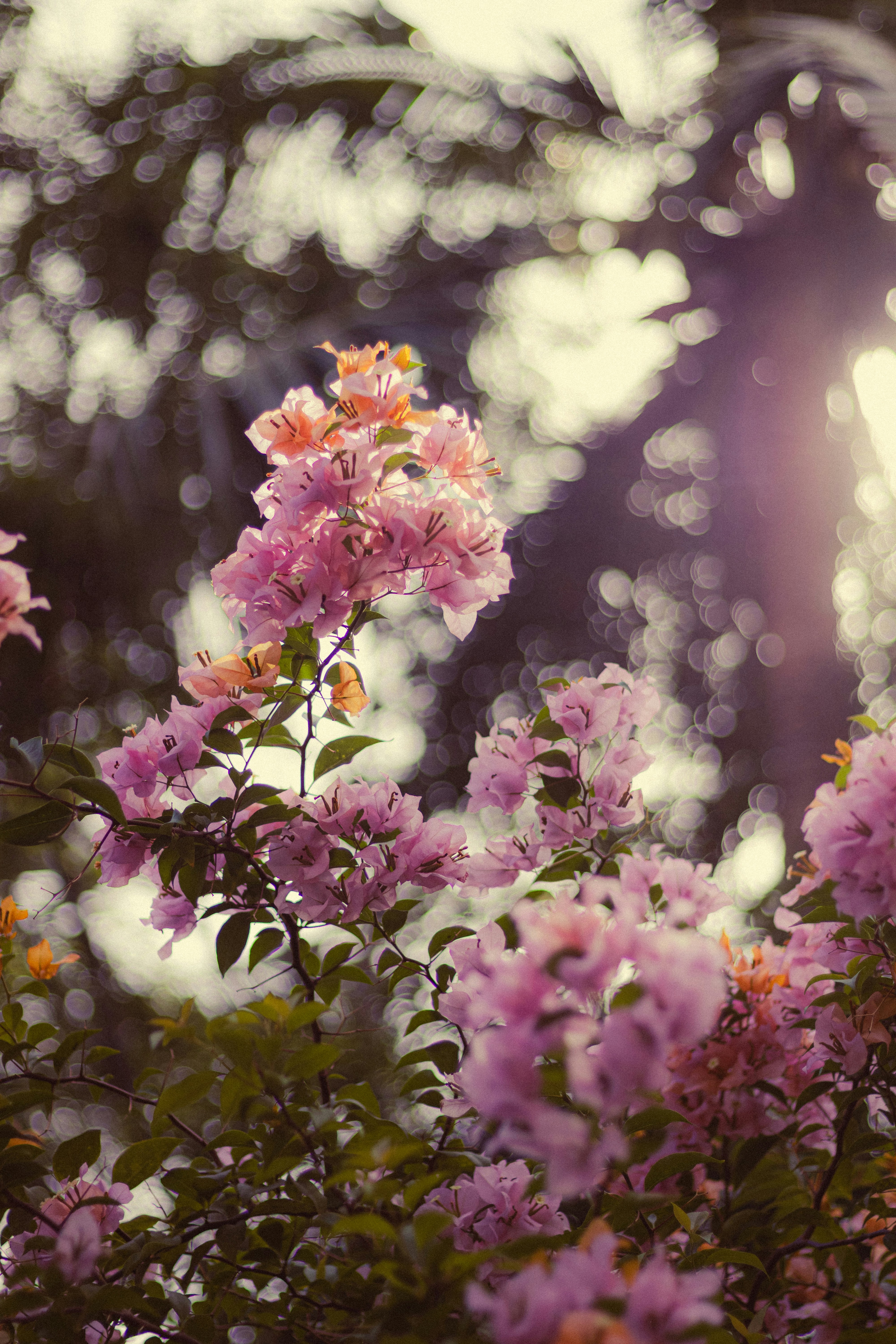 Photo by dhilipantony