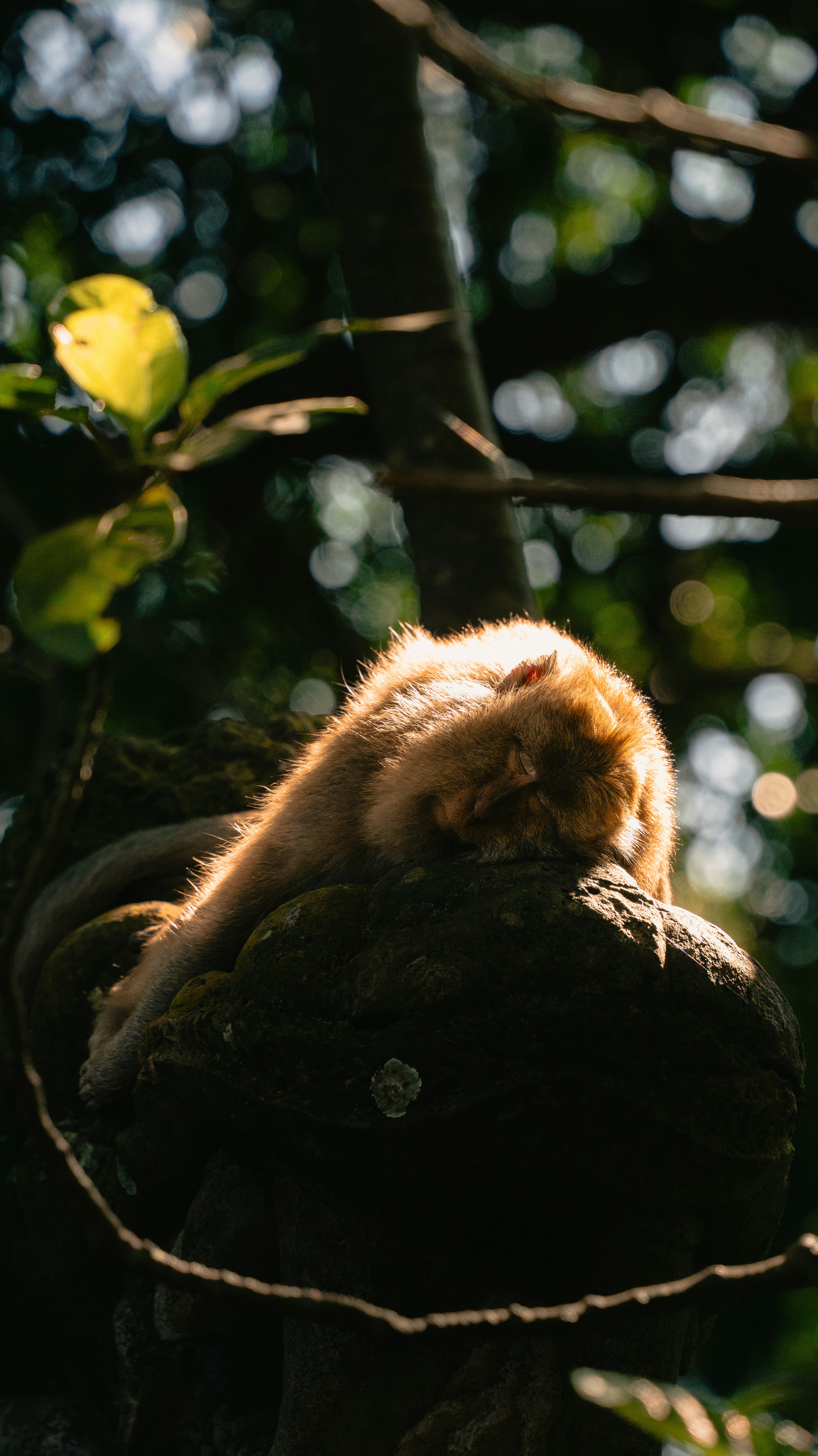 A monkey is resting peacefully on a tree.