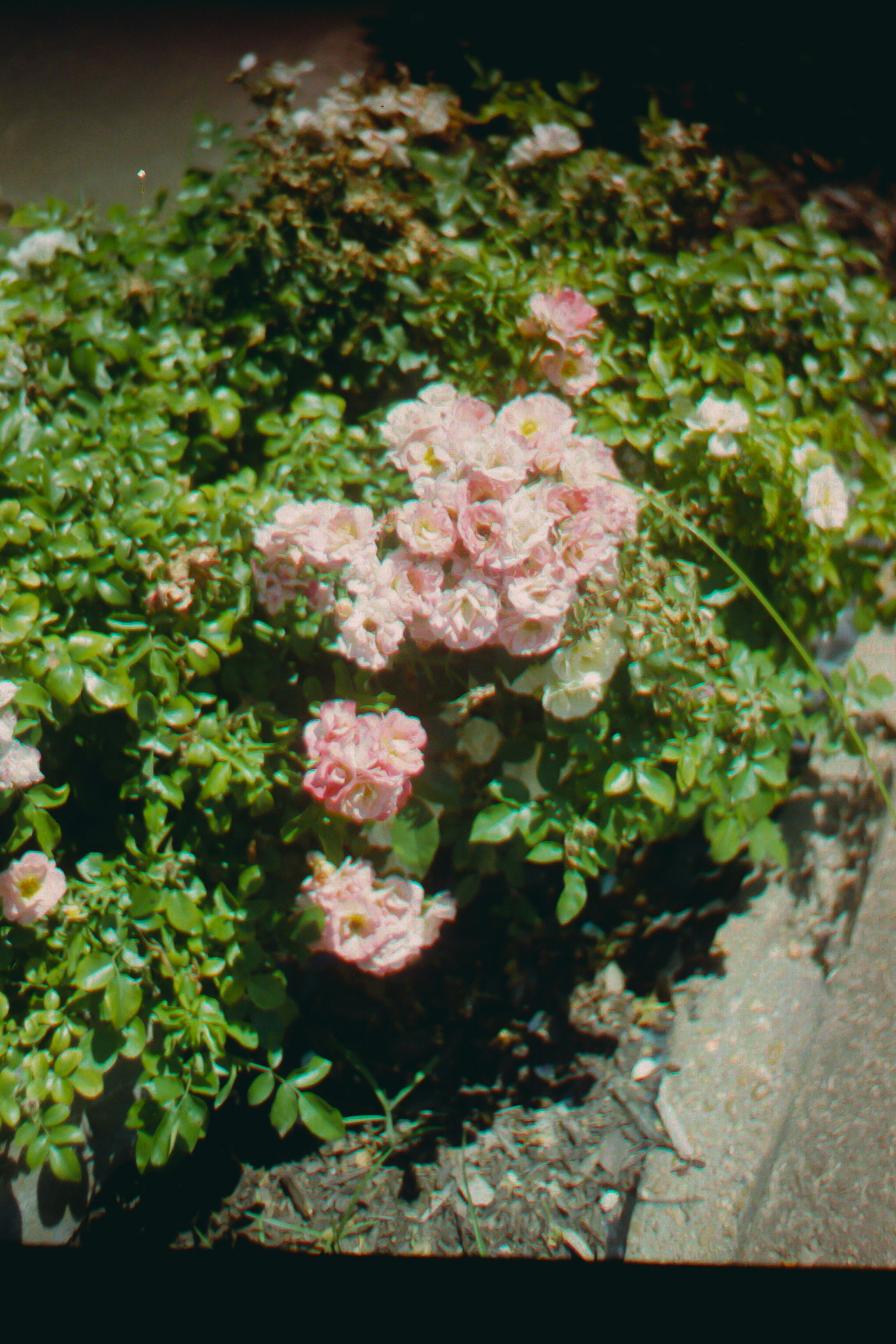 Pink roses flourish in a garden bed.