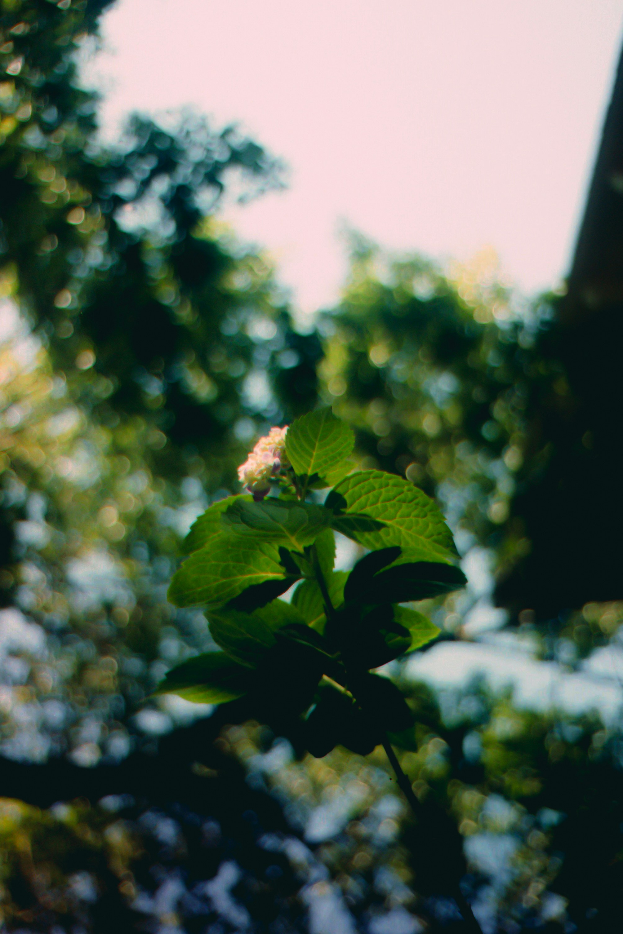 A plant with green leaves and a blurry background.