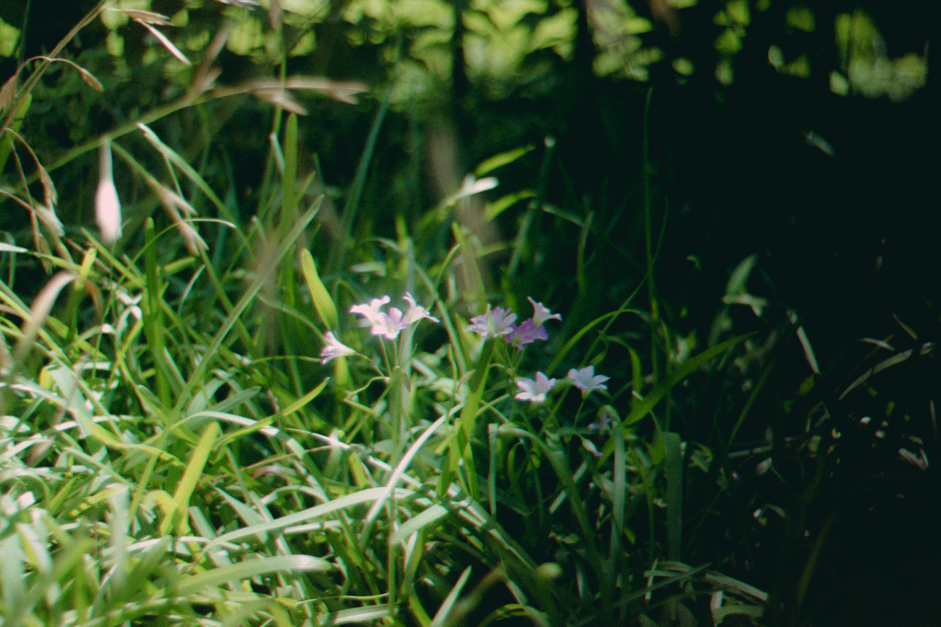 Delicate purple flowers bloom among tall grasses.