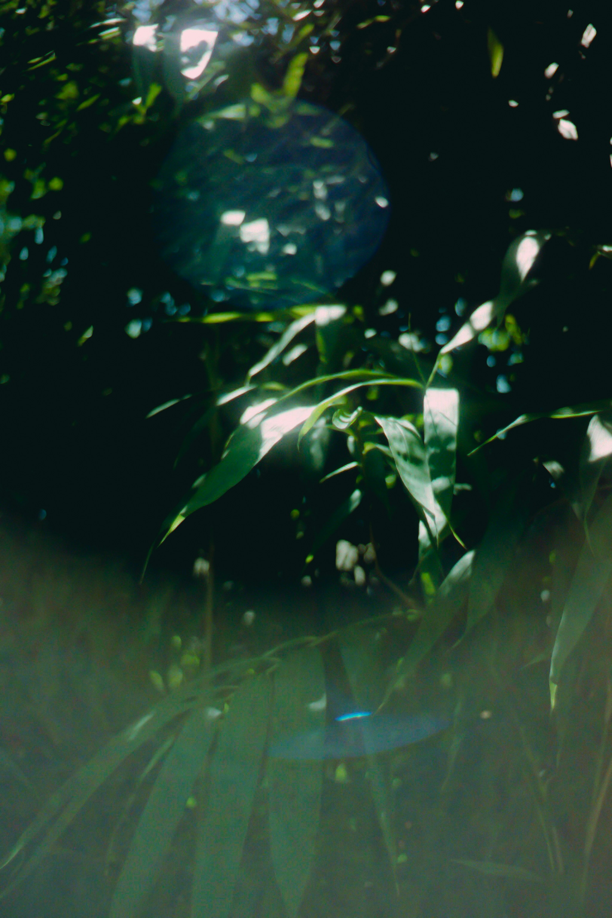 Sunlight shines through leaves and branches.