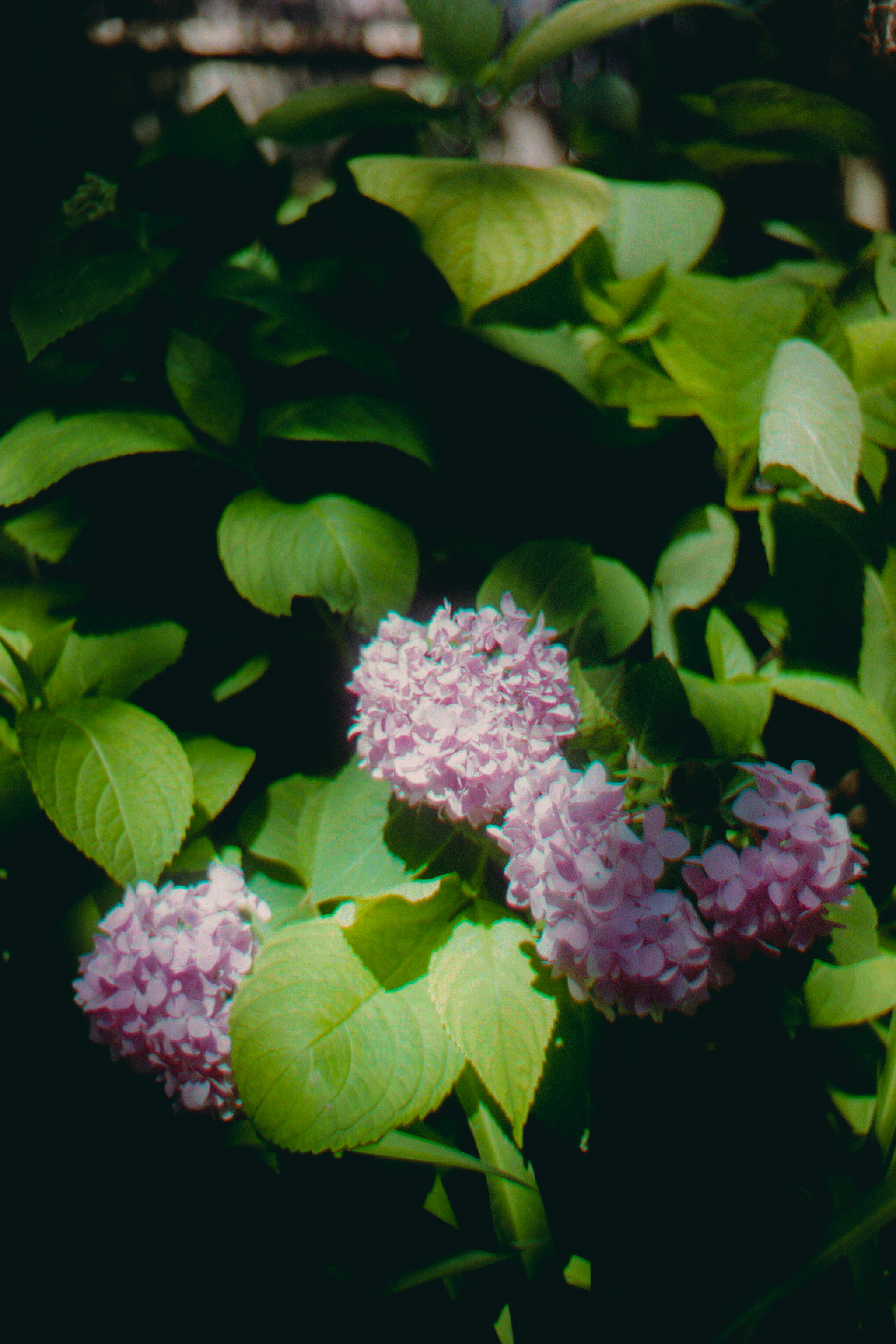 Pink hydrangeas bloom amongst the lush green foliage.