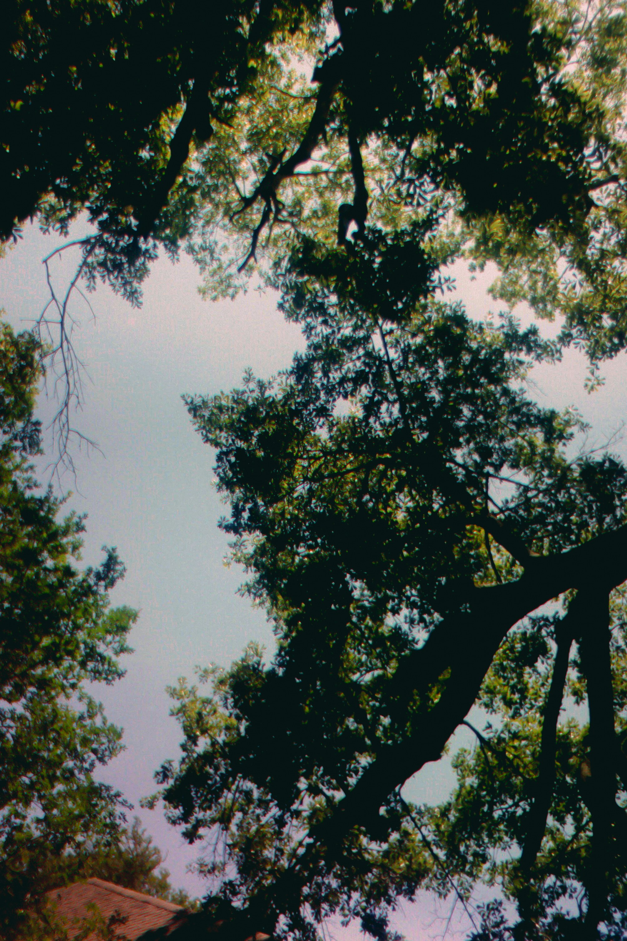 Looking up through tree branches at the sky.