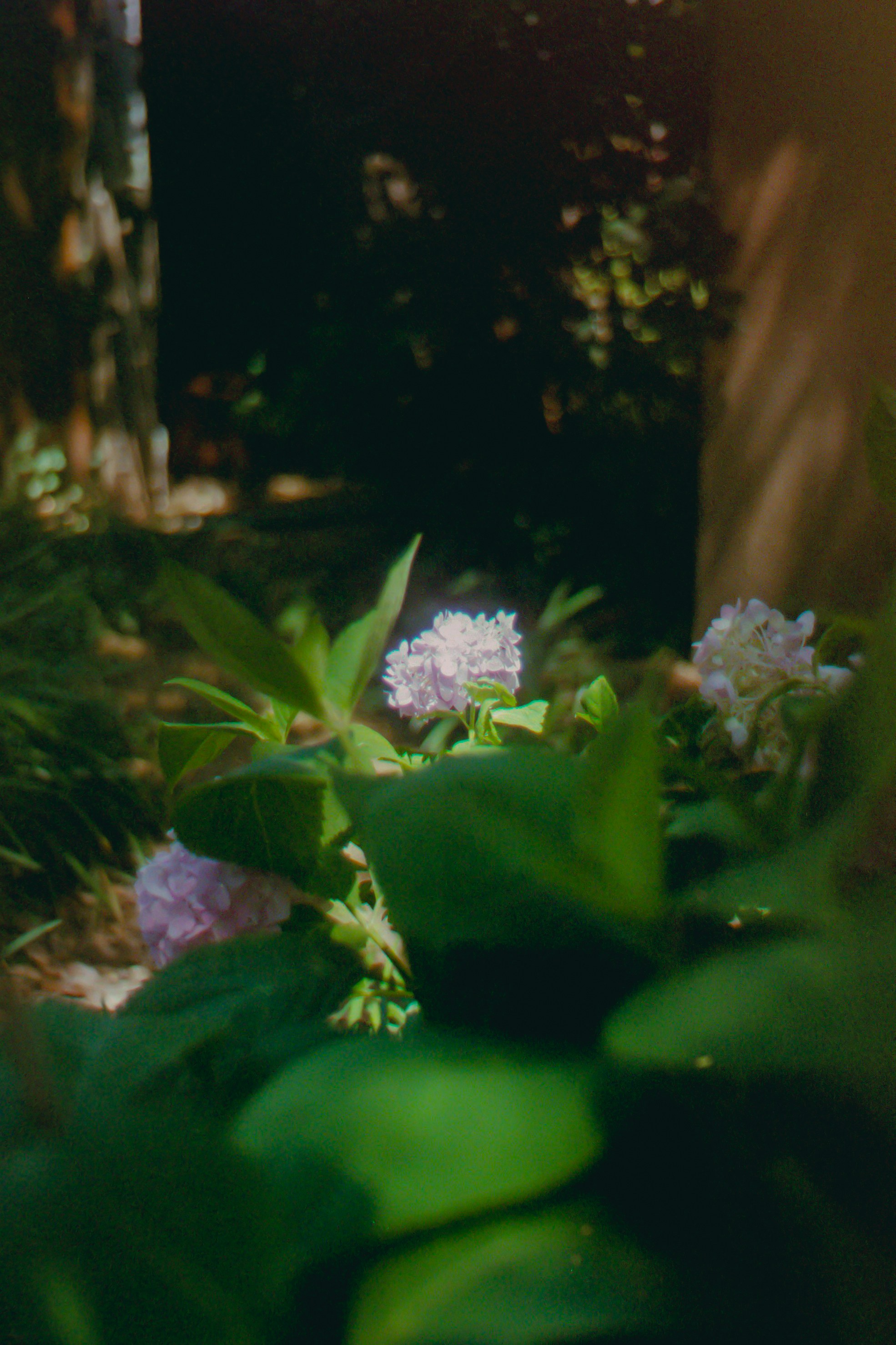 Flowers bloom in a lush, shady garden.