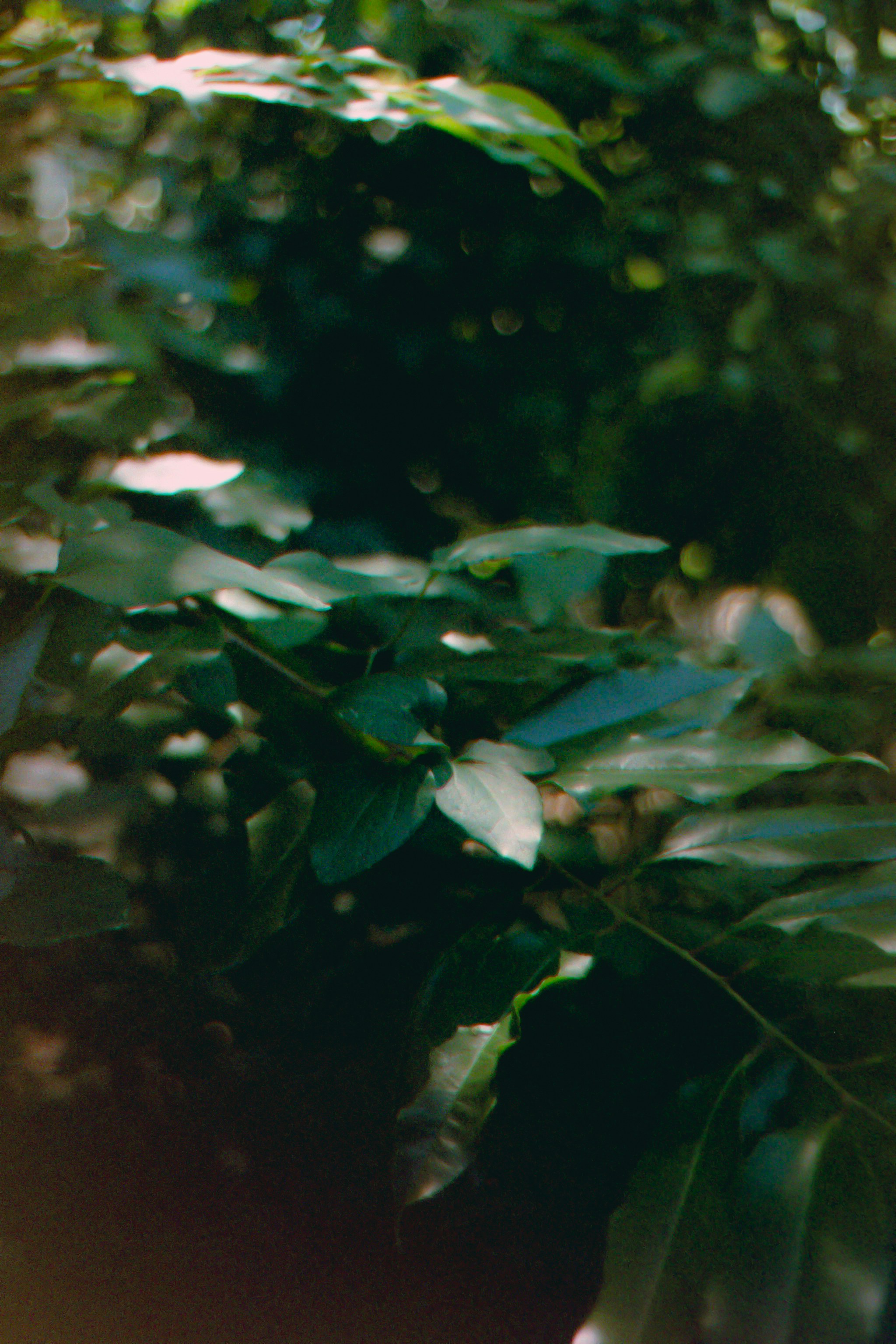 Lush green leaves in a slightly blurred forest.