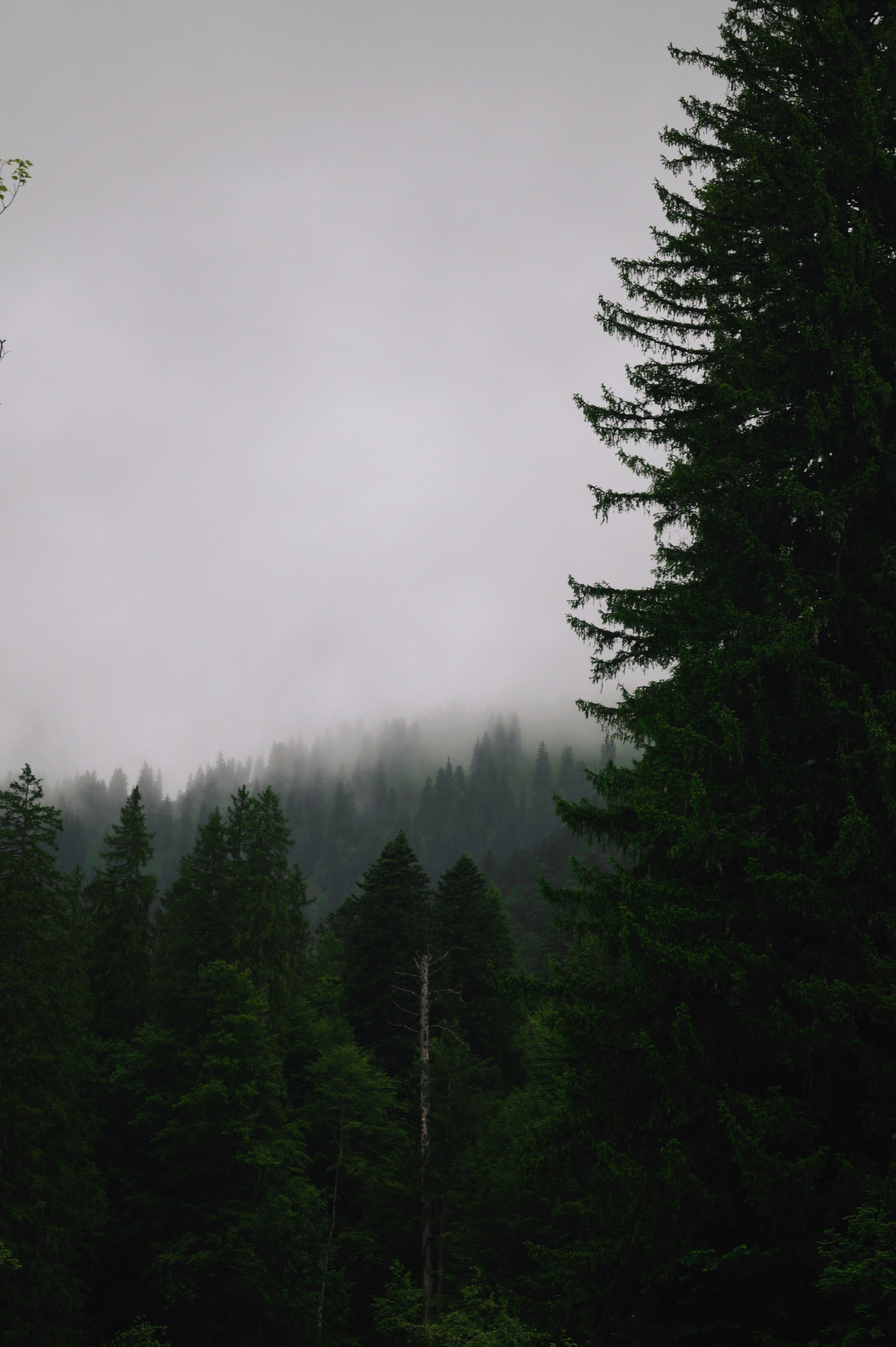 Photo by alliedowling