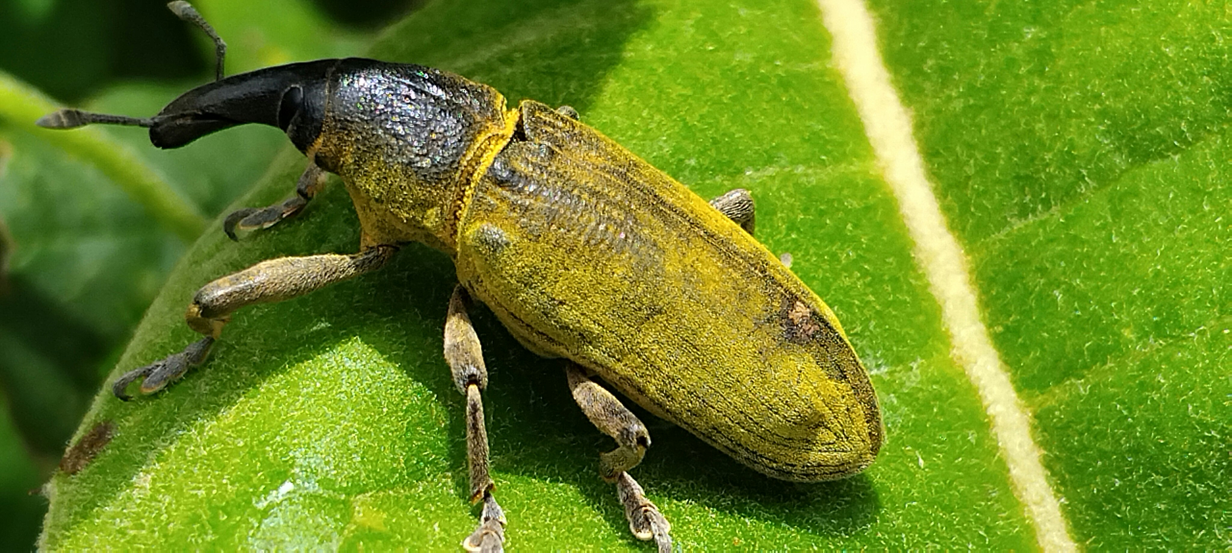 Serangga kumbang bertumpu pada daun hijau.
